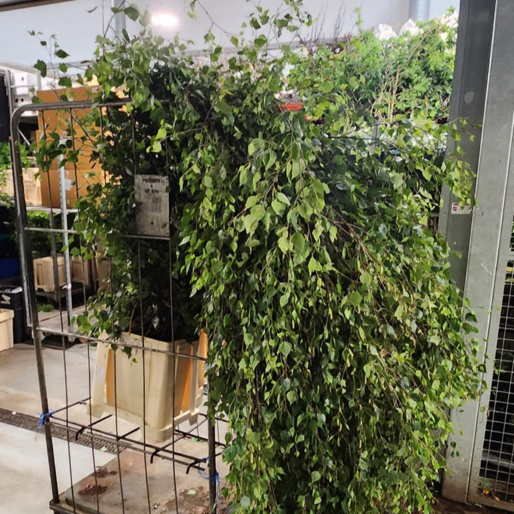 Betula 'Fresh in Leaf' (Wild) (Silver Birch) (Various Sizes)