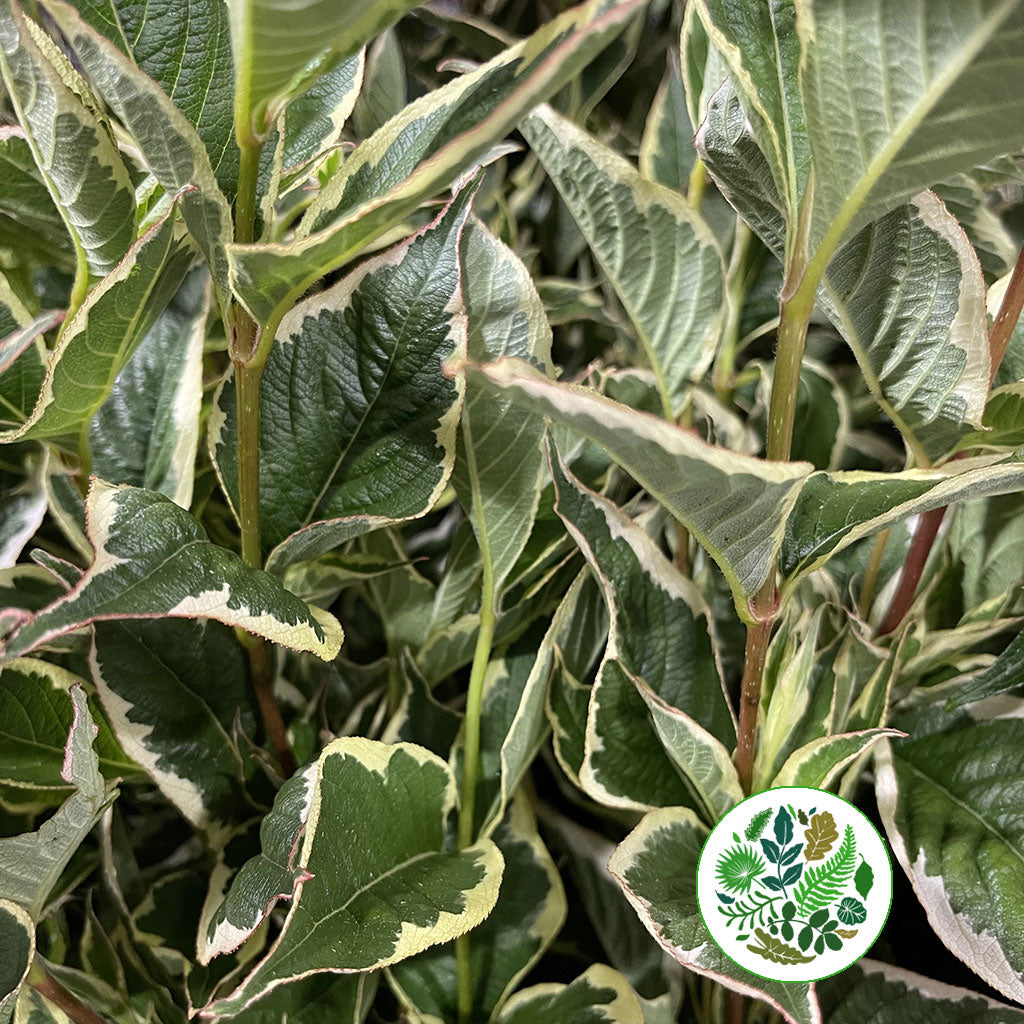 Weigela &#39;Variegated&#39; E (Various Lengths) (x10)