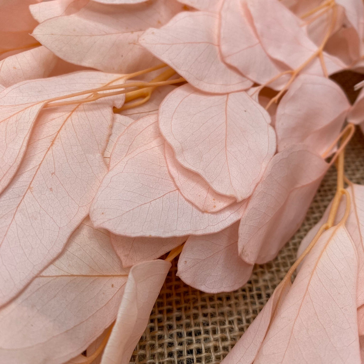 Eucalyptus &#39;Populus&#39; (Peserved) (Coloured) (DRY (Various Colours)