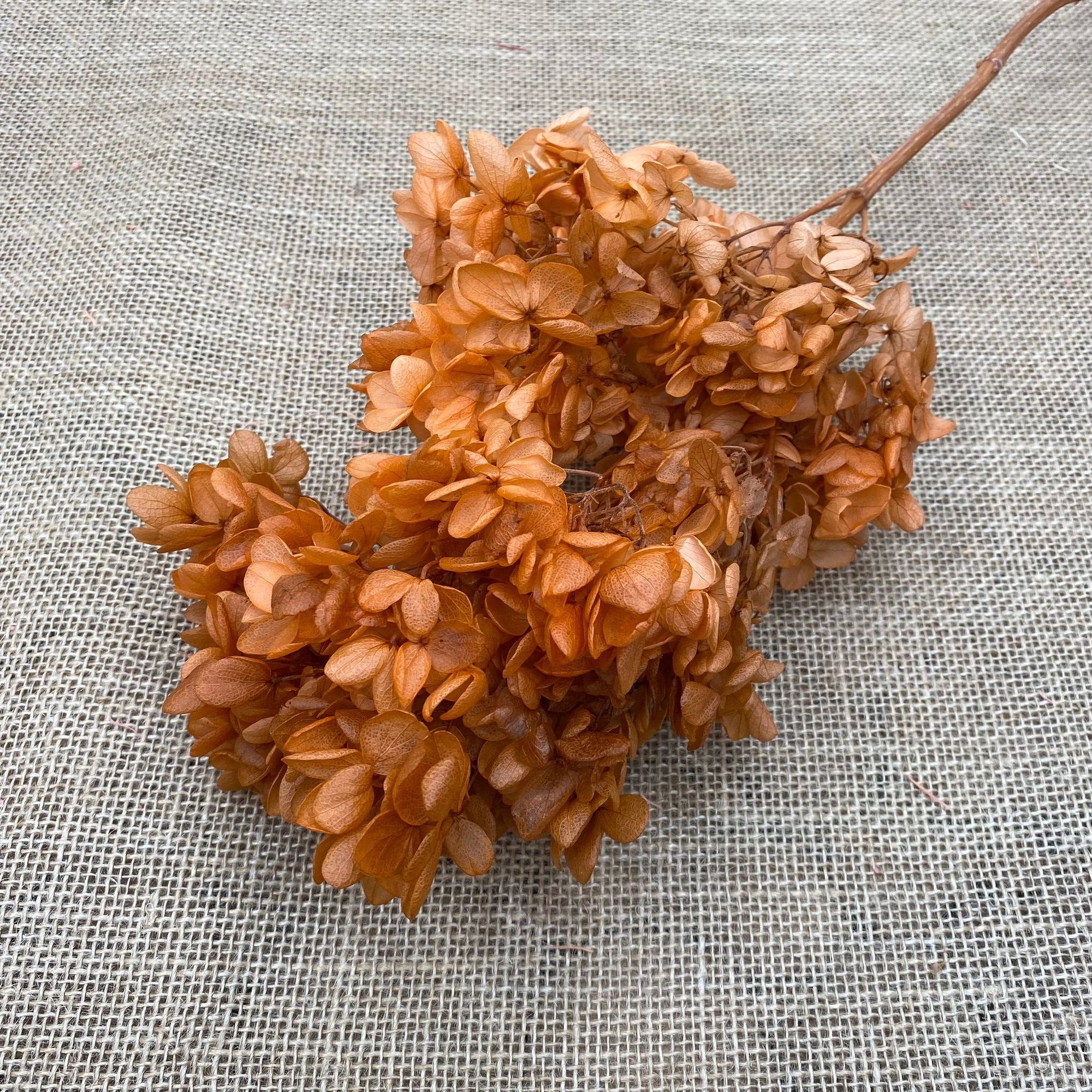 Hydrangea Flower 'Tower' 60cm (Various Colours) (Bleached) (DRY)