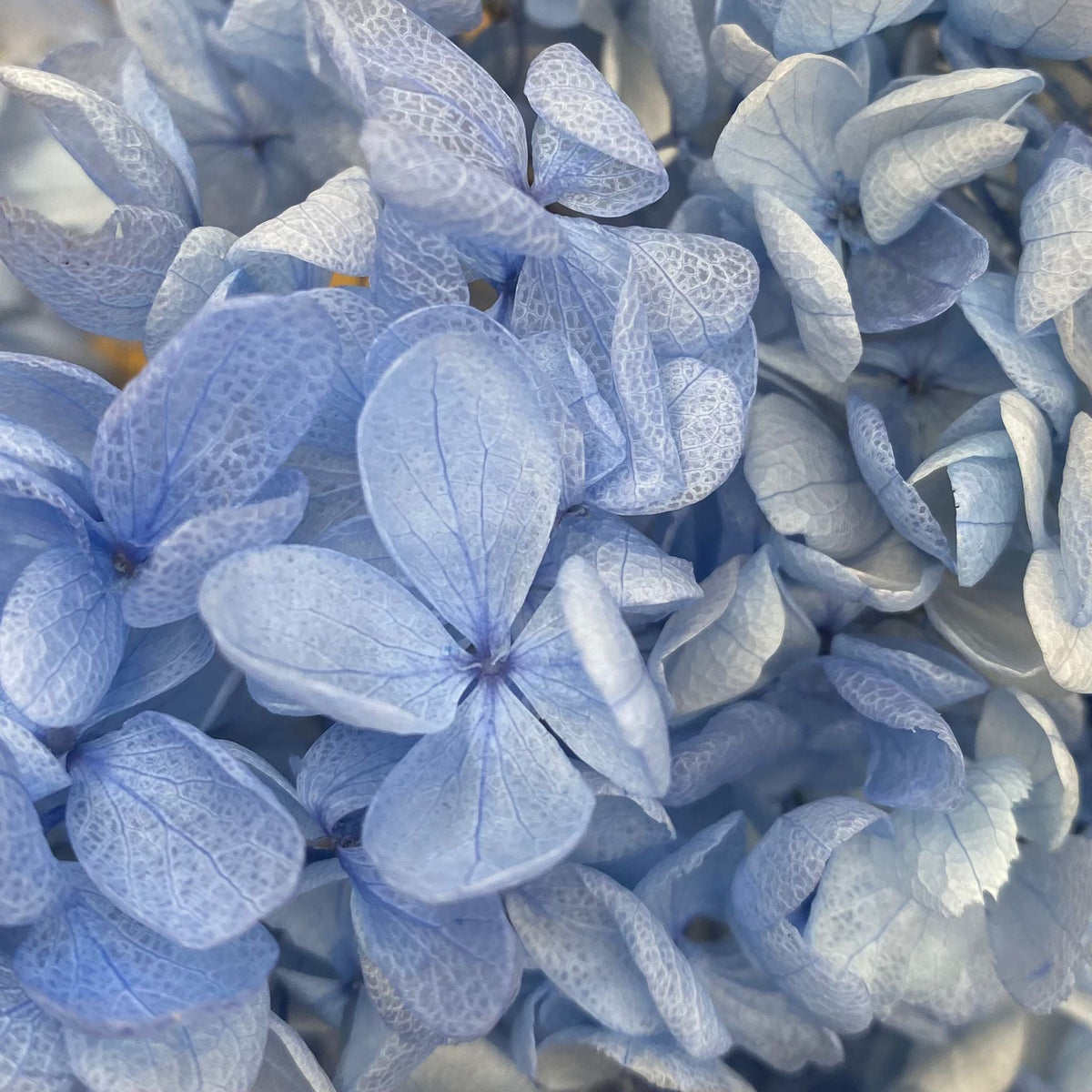Hydrangea Flower &#39;Tower&#39; 60cm (Various Colours) (Bleached) (DRY)