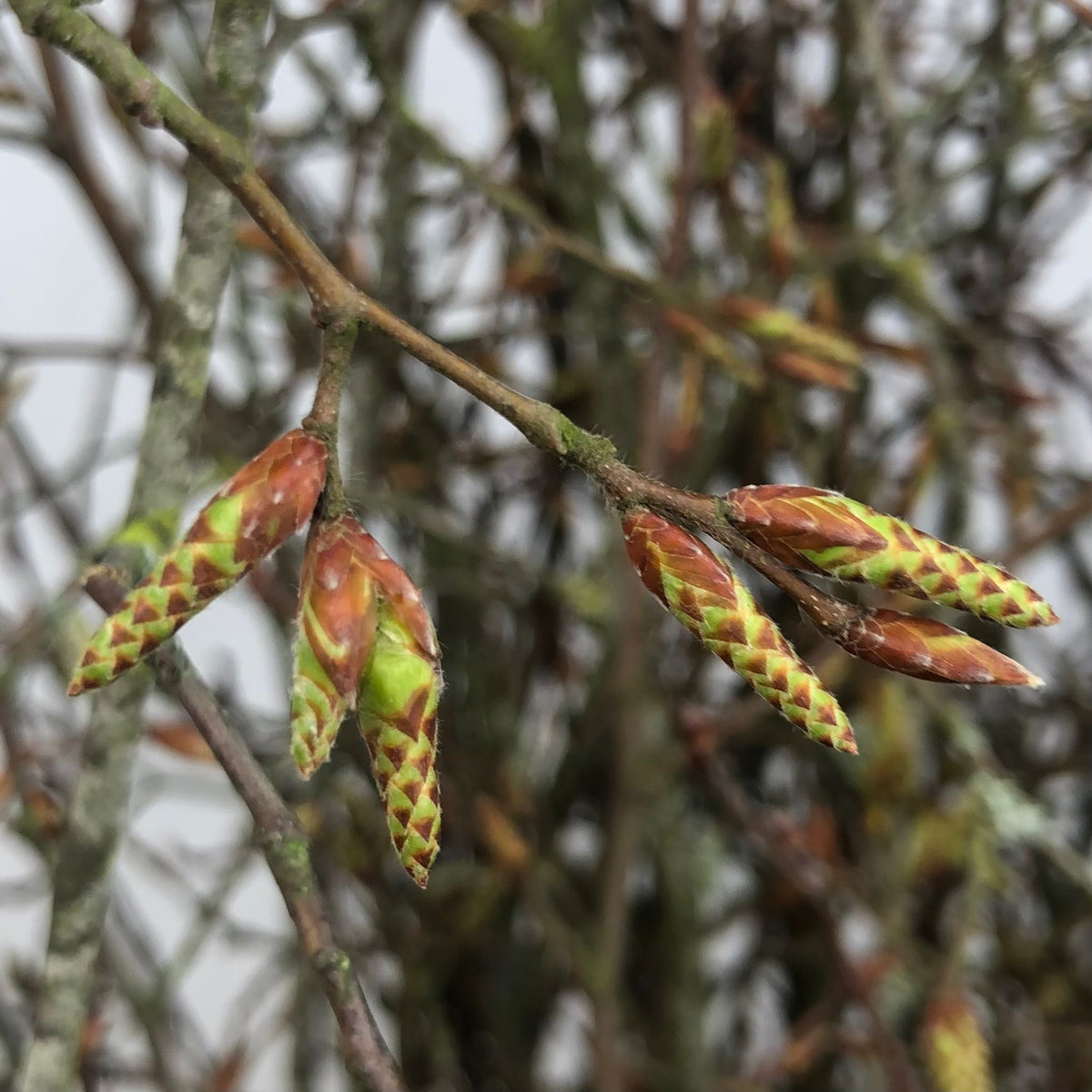 Beech &#39;Bud&#39; (Wild) (Various Sizes)