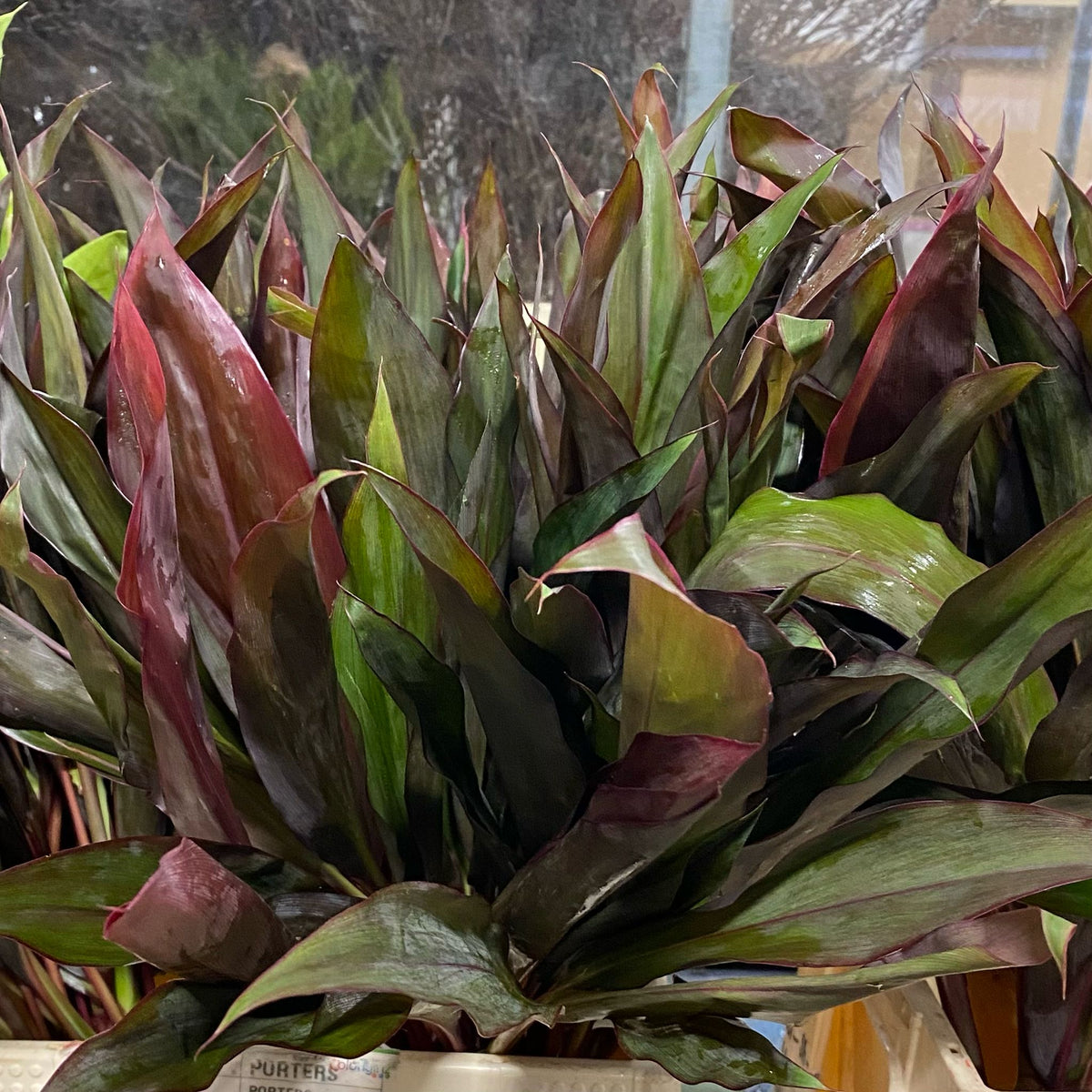 Cordyline Tips &#39;Red Edge Top&#39; 52cm ( x5)