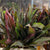 Cordyline Tips 'Red Edge Top' 52cm ( x5)