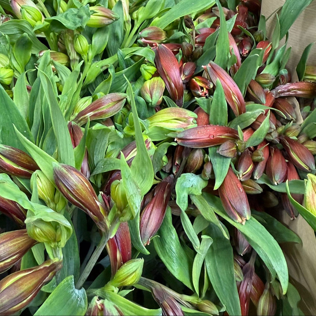 Alstroemeria British 60-70cm (x10)