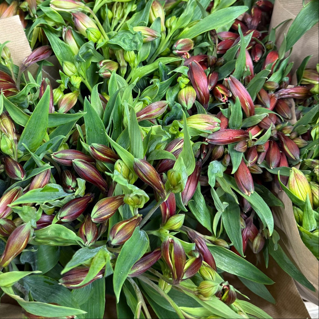 Alstroemeria British 60-70cm (x10)