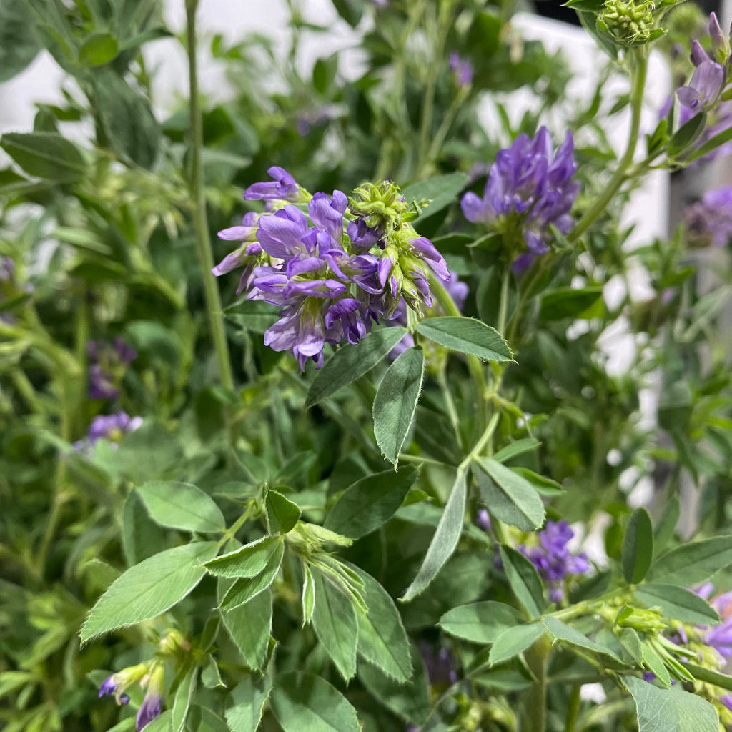 Lucerne Flower Wild (Bunches)