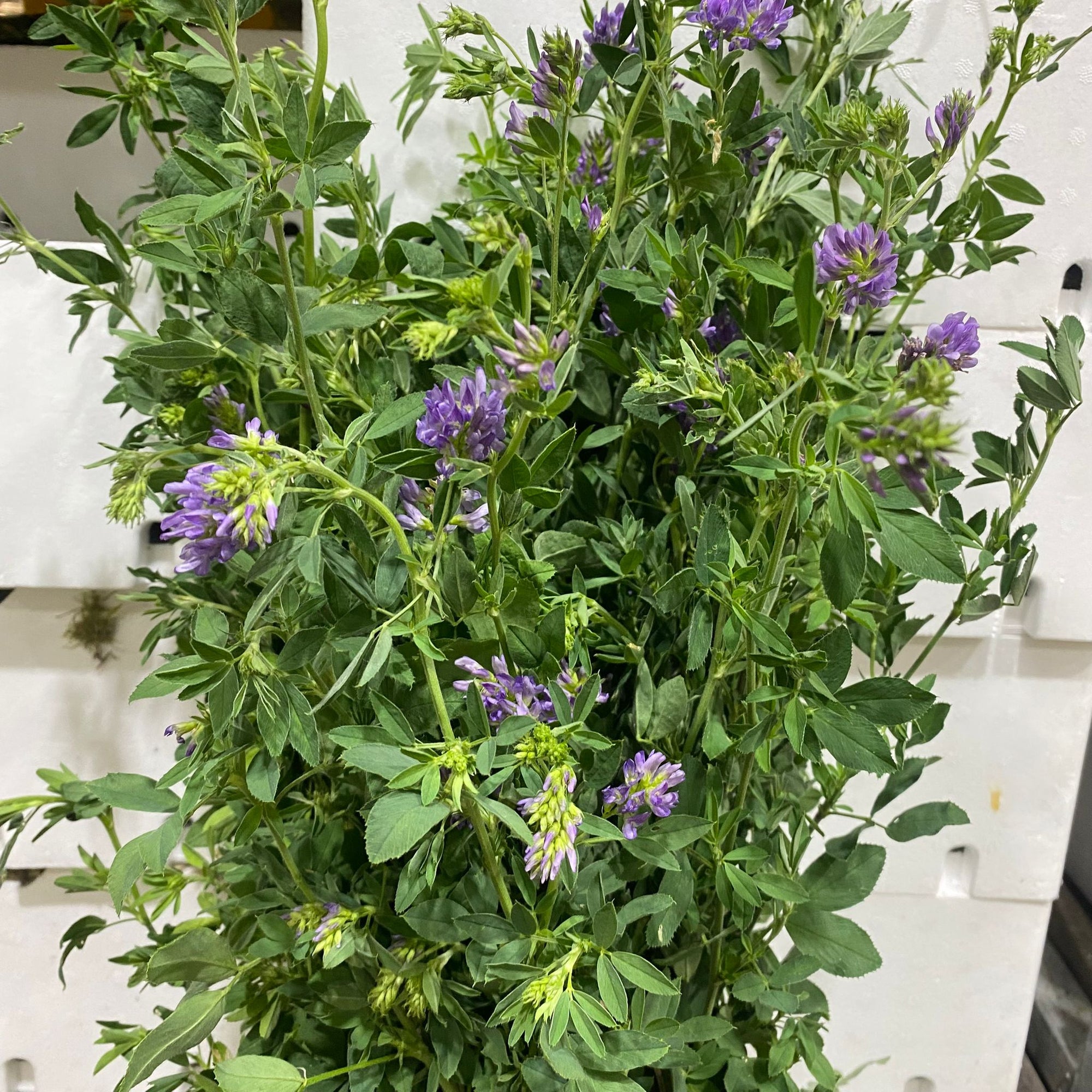 Lucerne Flower Wild (Bunches)