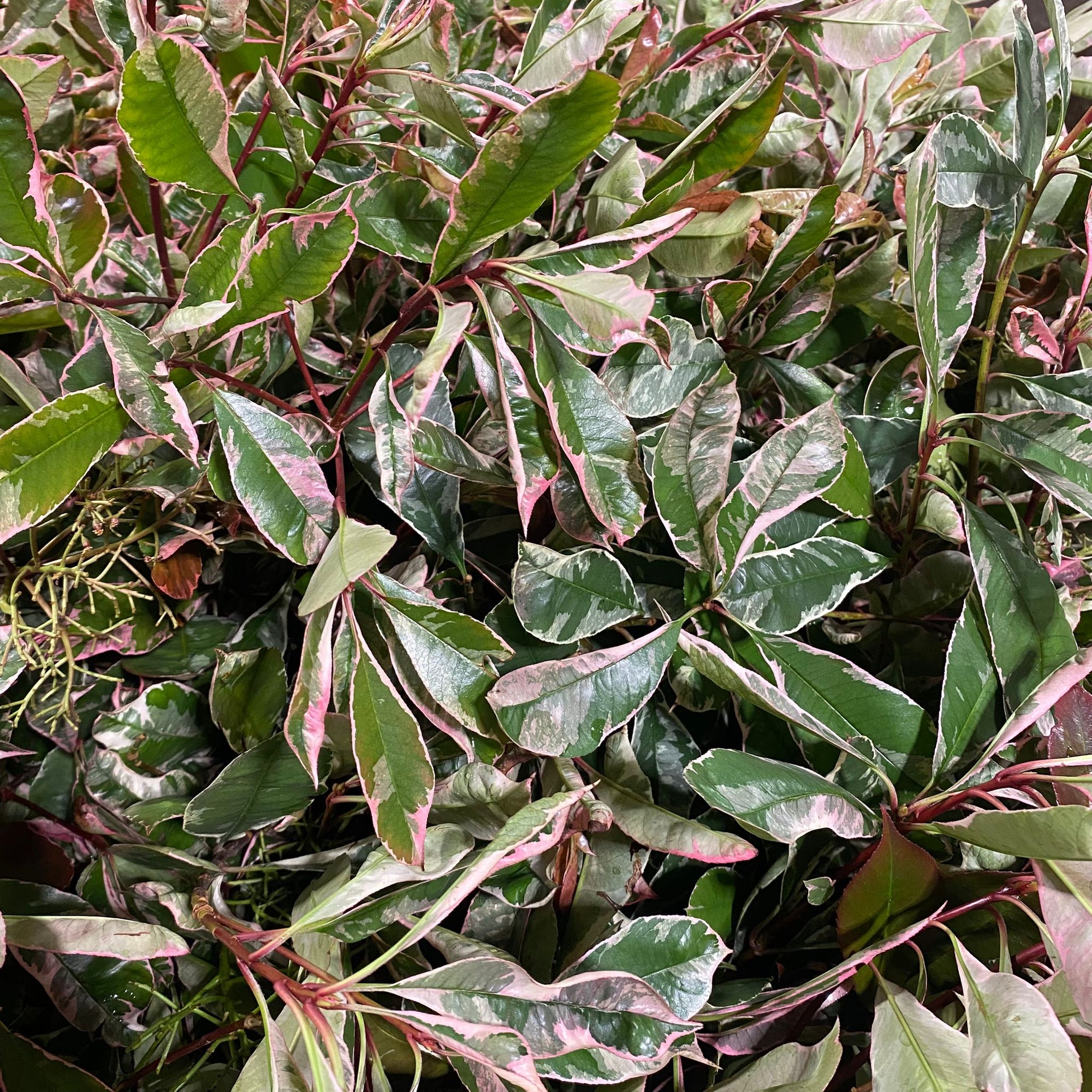 Photinia 'Red Robin' (Wild) (Various Sizes)