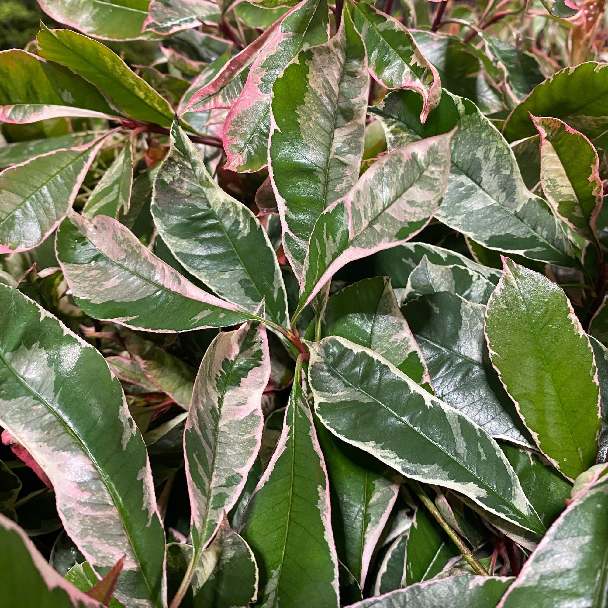 Photinia 'Red Robin' (Wild) (Various Sizes)