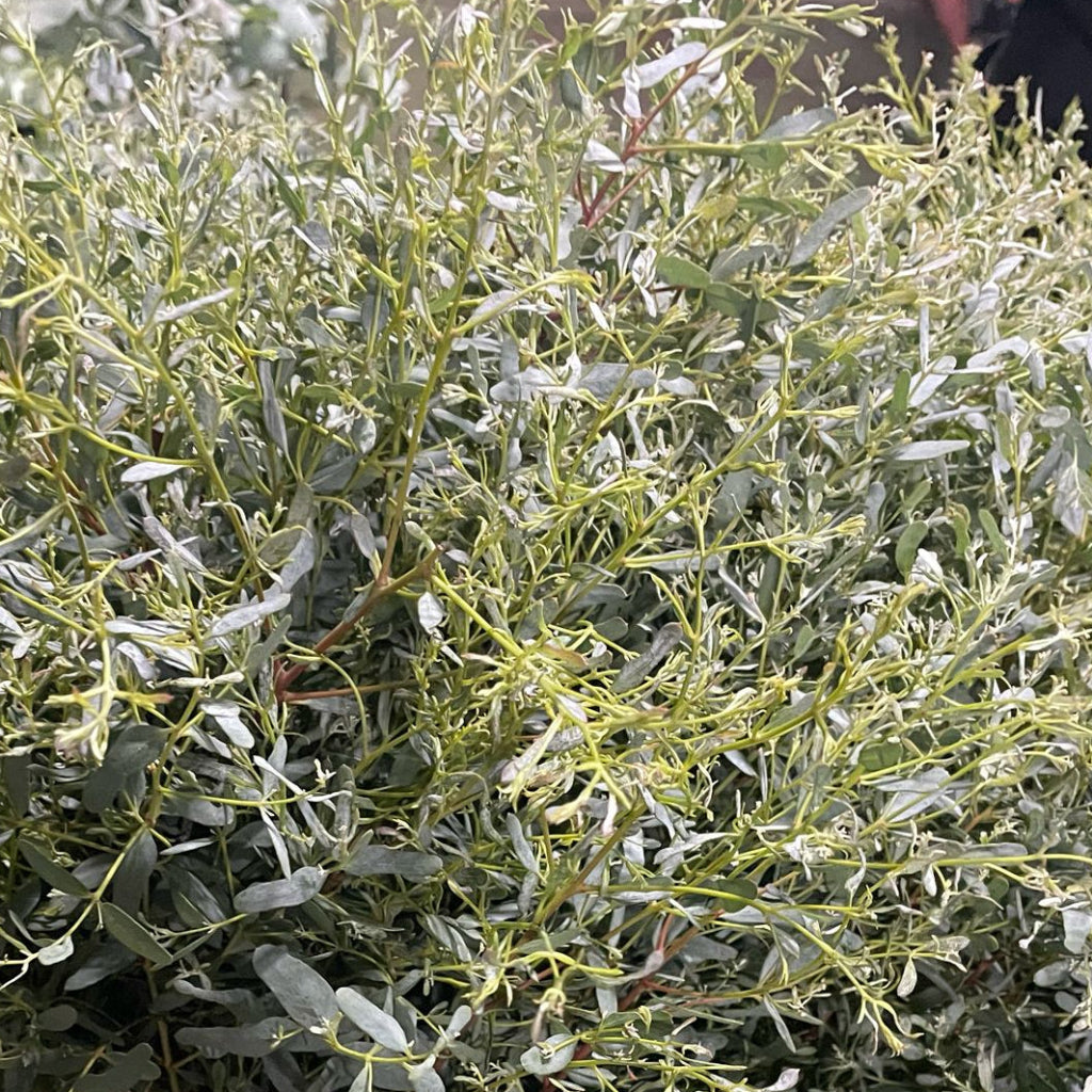 Eucalyptus Gunny 'France Bleu' (Various Sizes)