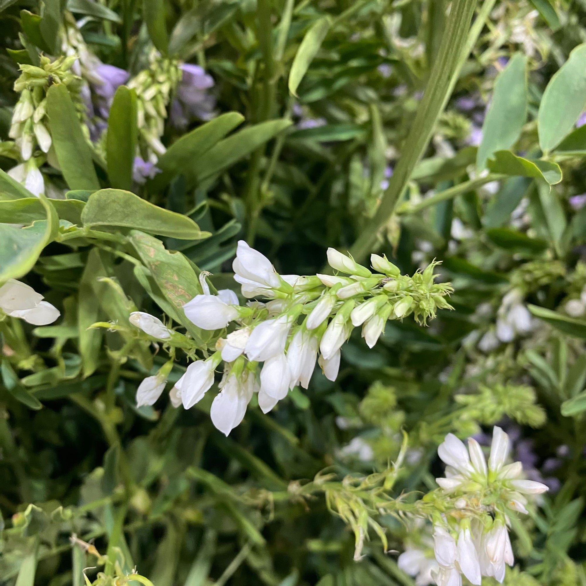 Galega 'Goats Rue' Flower Wild (Various Sizes)