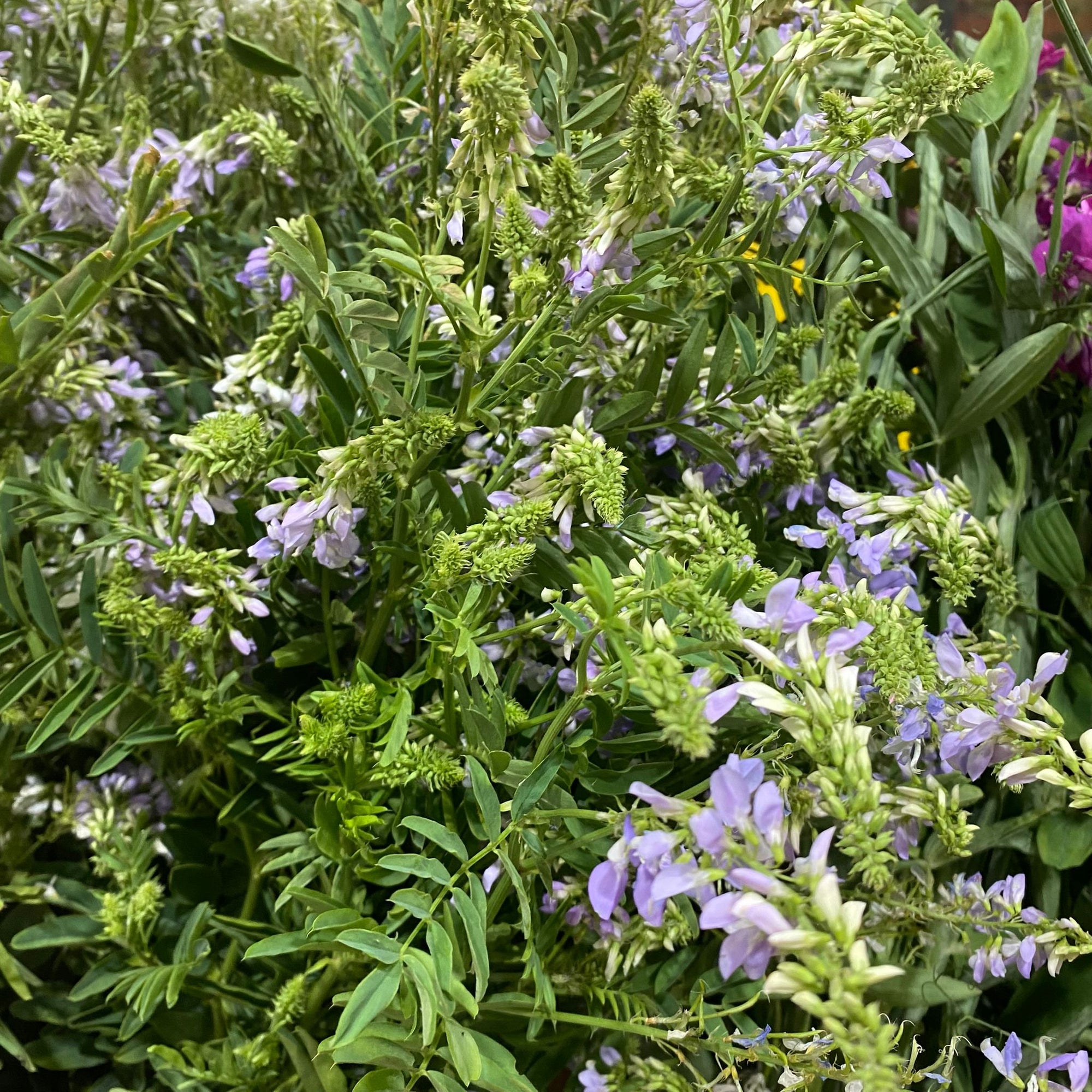 Galega 'Goats Rue' Flower Wild (Various Sizes)
