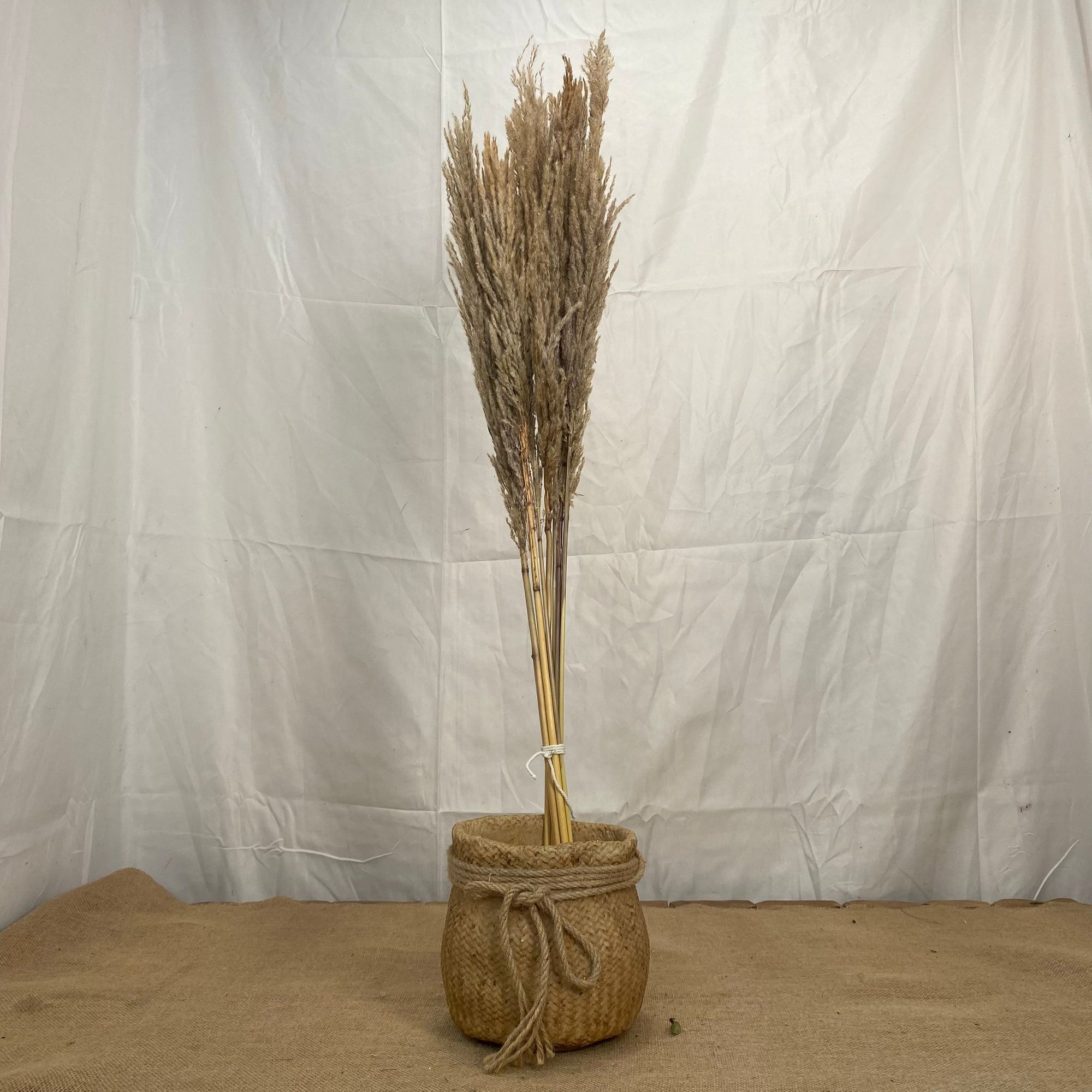 Grass 'Pampas' (x8) 'Silver Star' Natural (DRY) (Various Sizes)