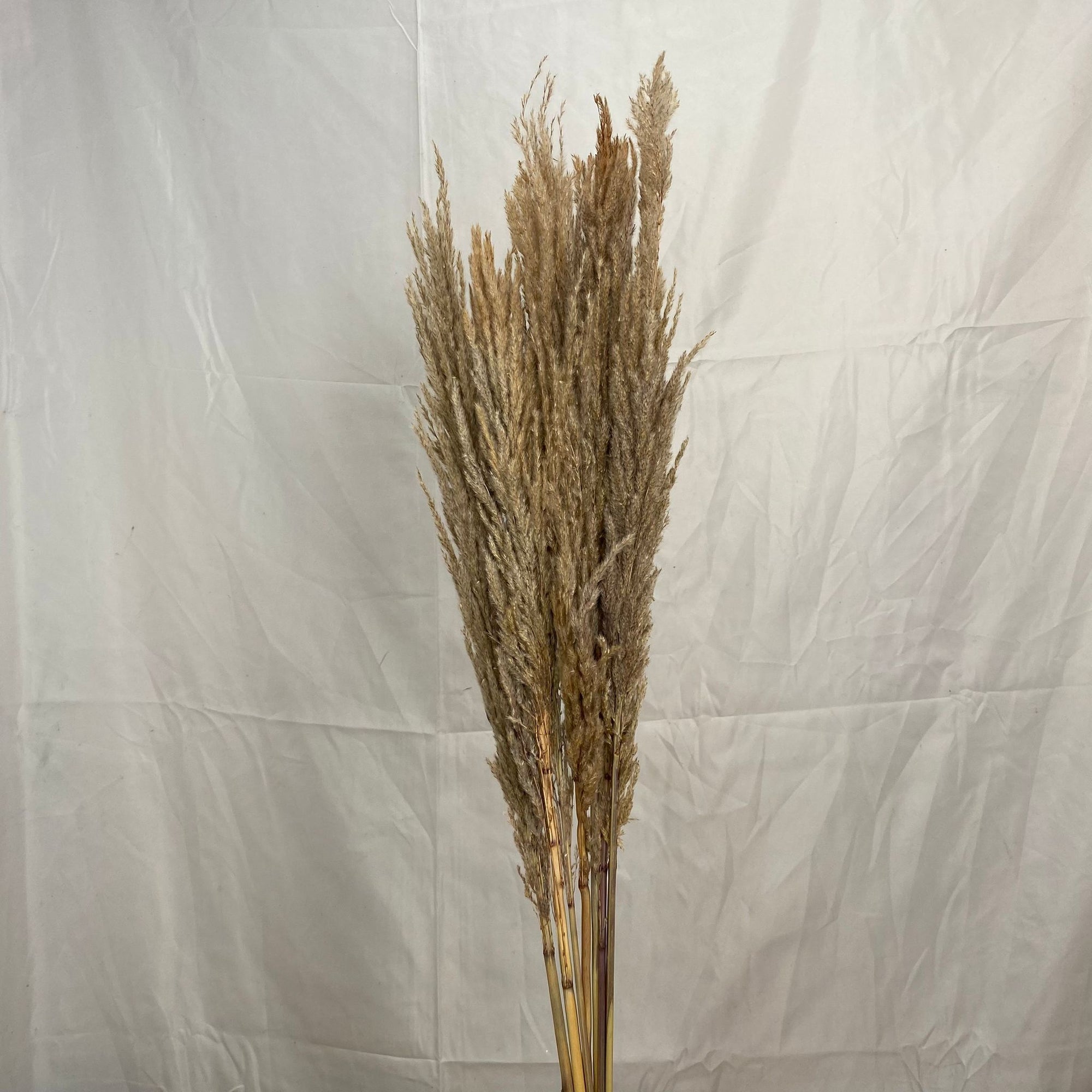 Grass 'Pampas' (x8) 'Silver Star' Natural (DRY) (Various Sizes)