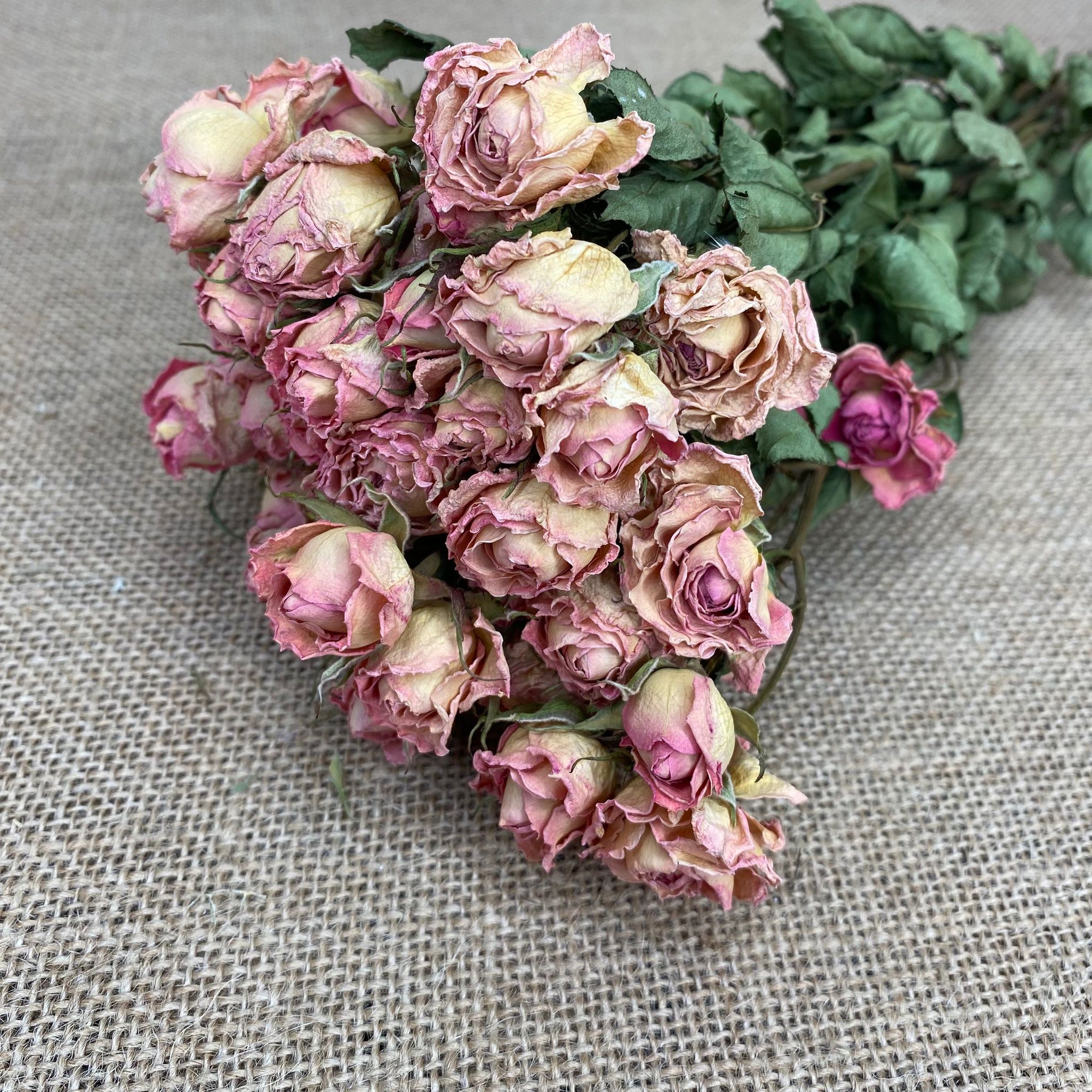 Roses 'Spray Roses' (DRY) (Various Colours)