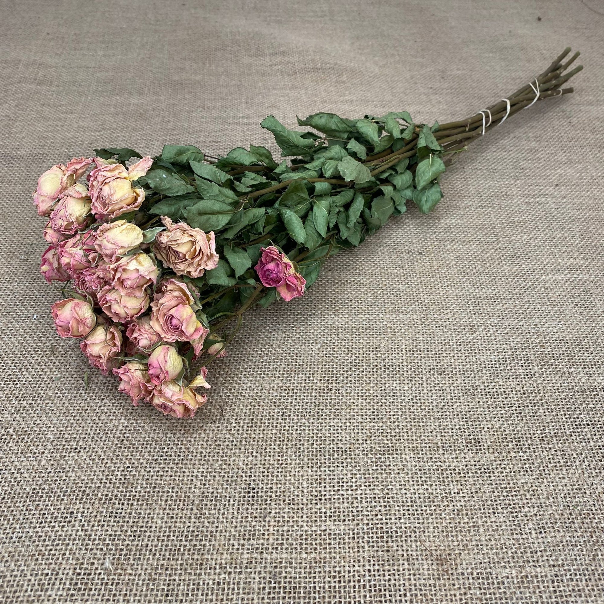 Roses 'Spray Roses' (DRY) (Various Colours)