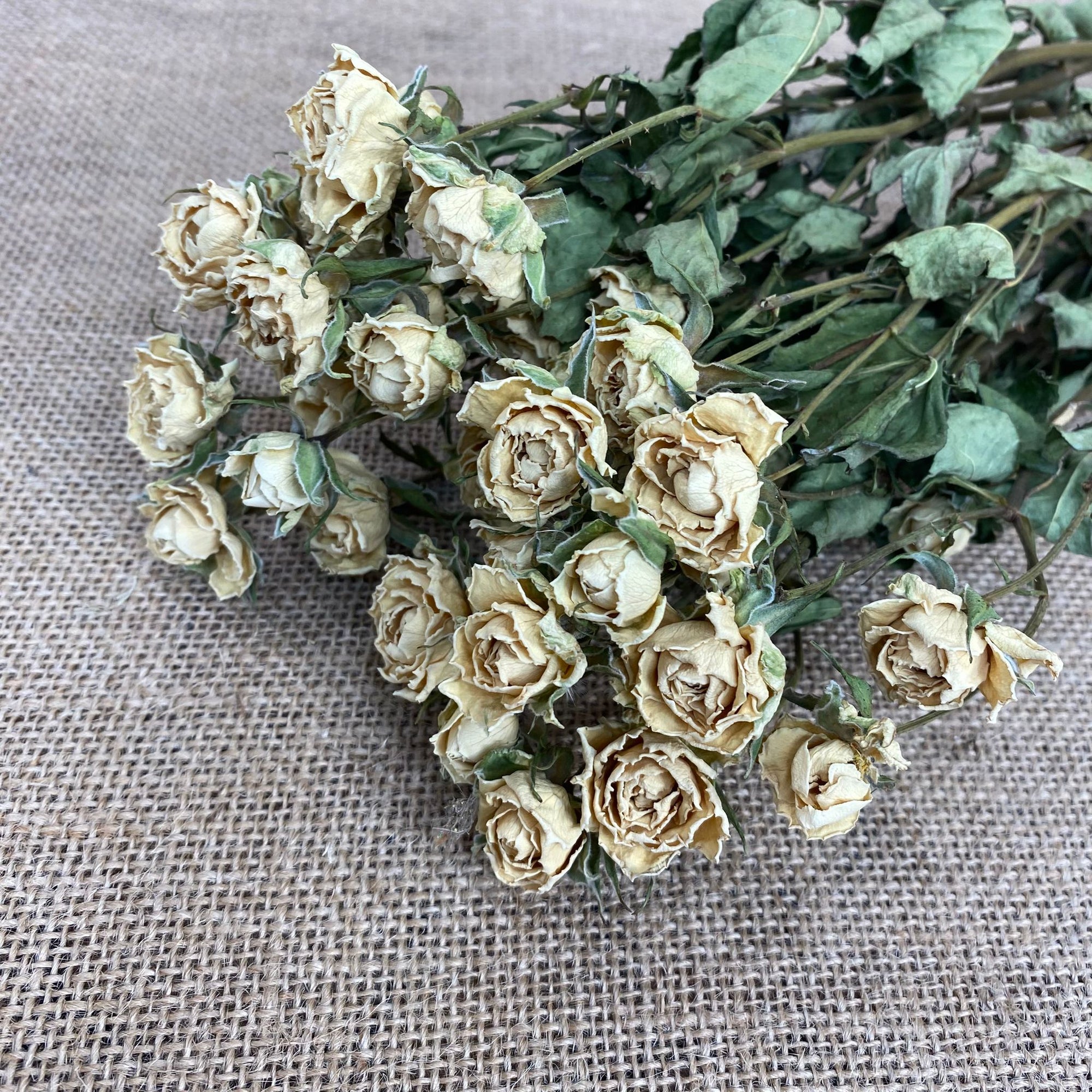 Roses 'Spray Roses' (DRY) (Various Colours)