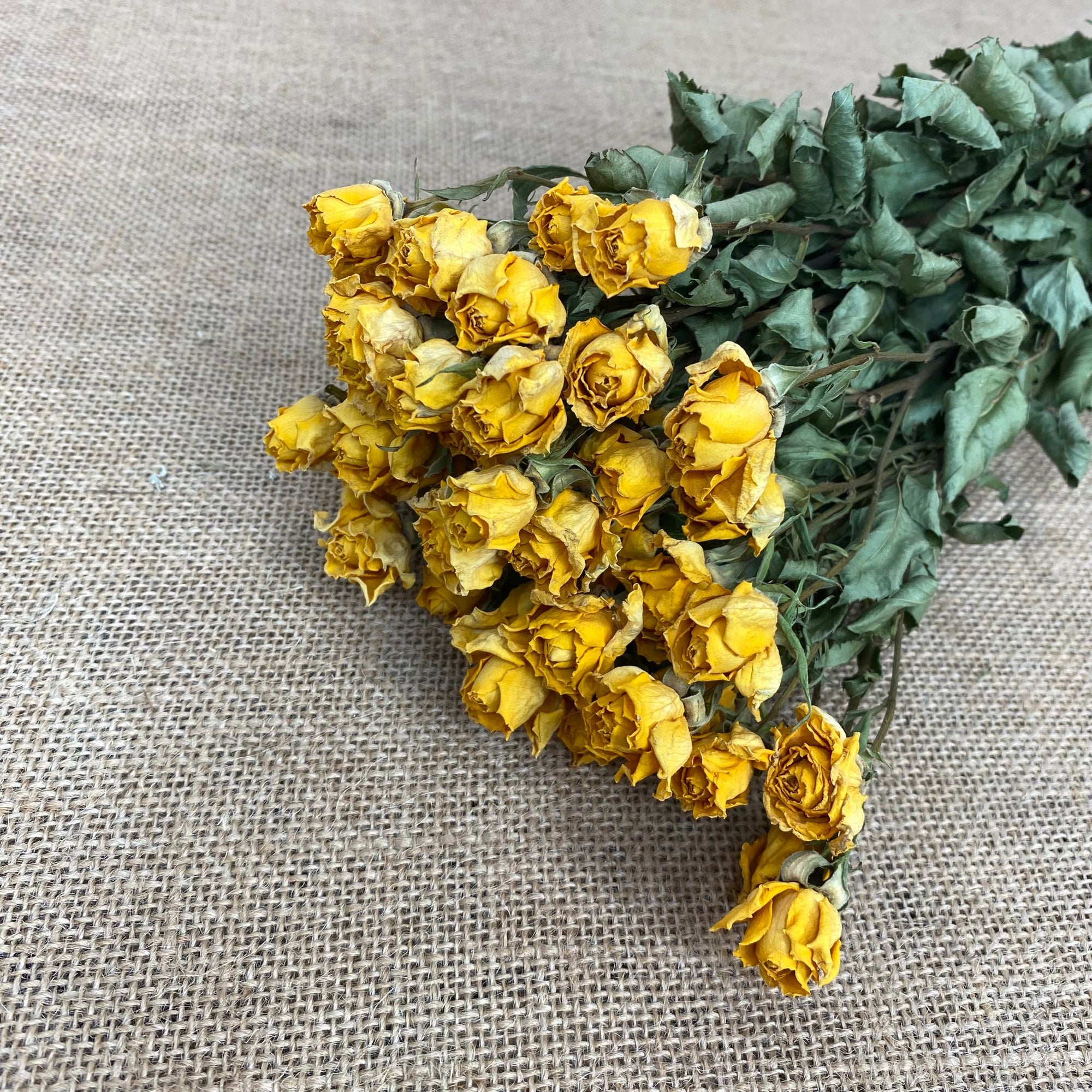 Roses 'Spray Roses' (DRY) (Various Colours)