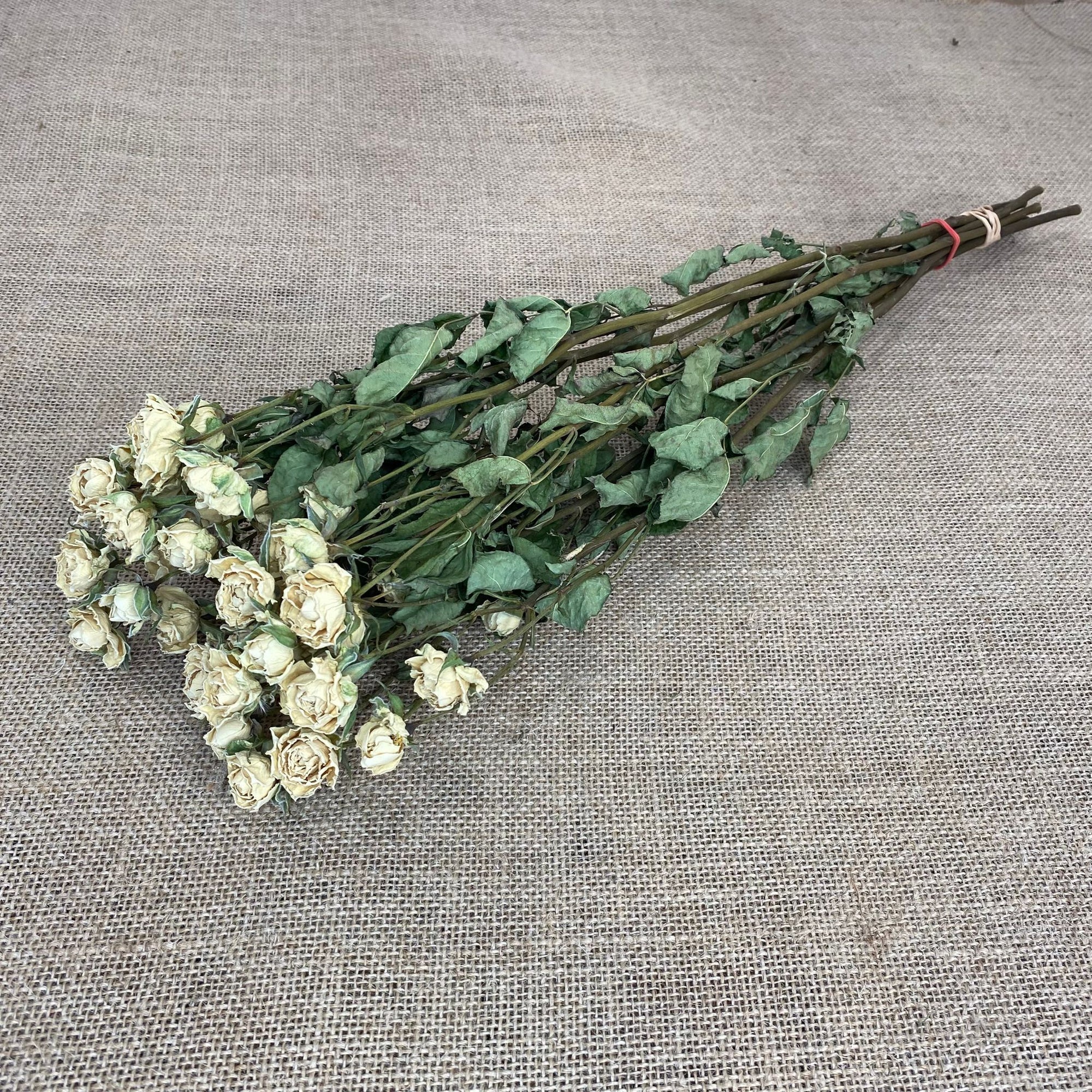 Roses 'Spray Roses' (DRY) (Various Colours)