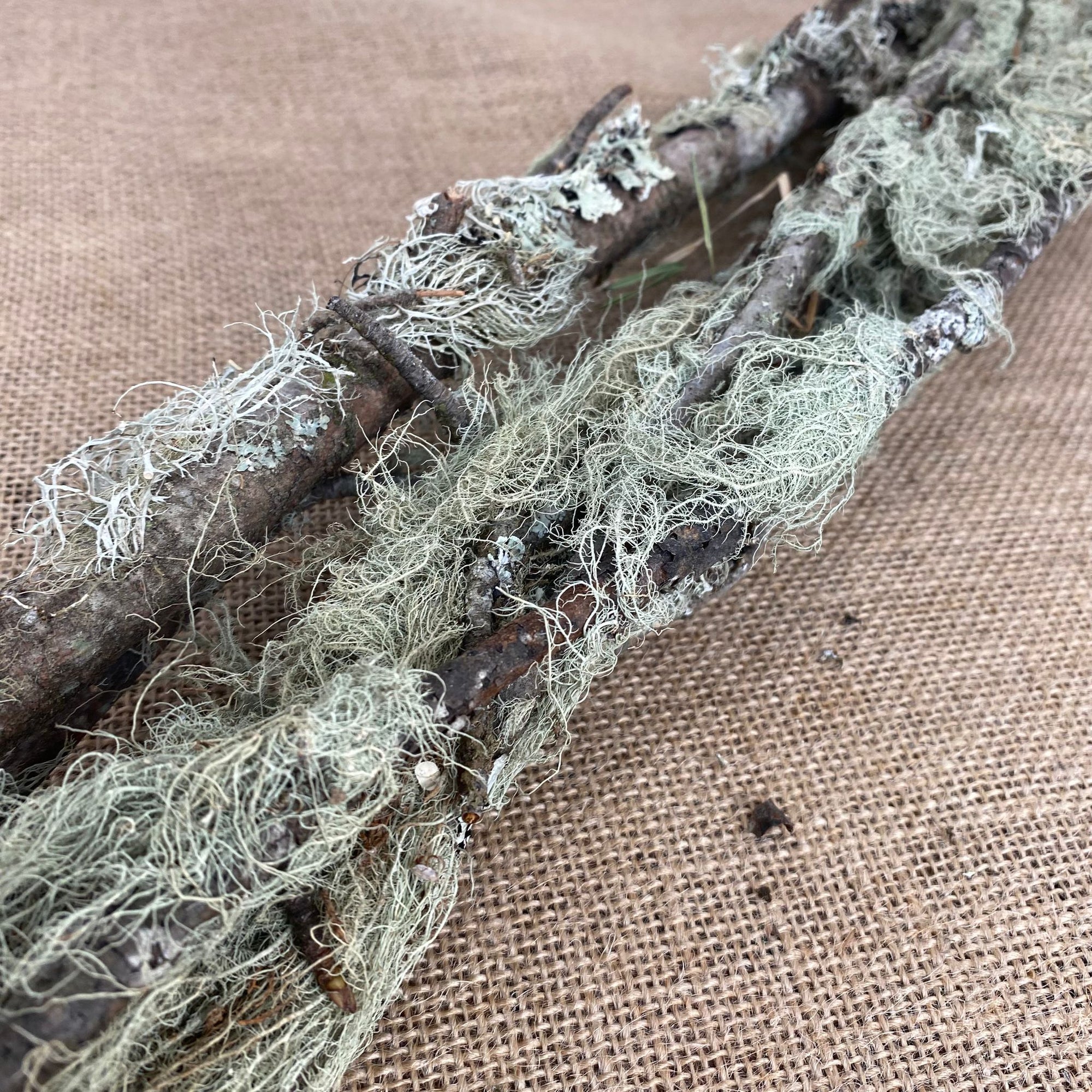 Moss 'Lichen' Stems 80-100cm (x5)