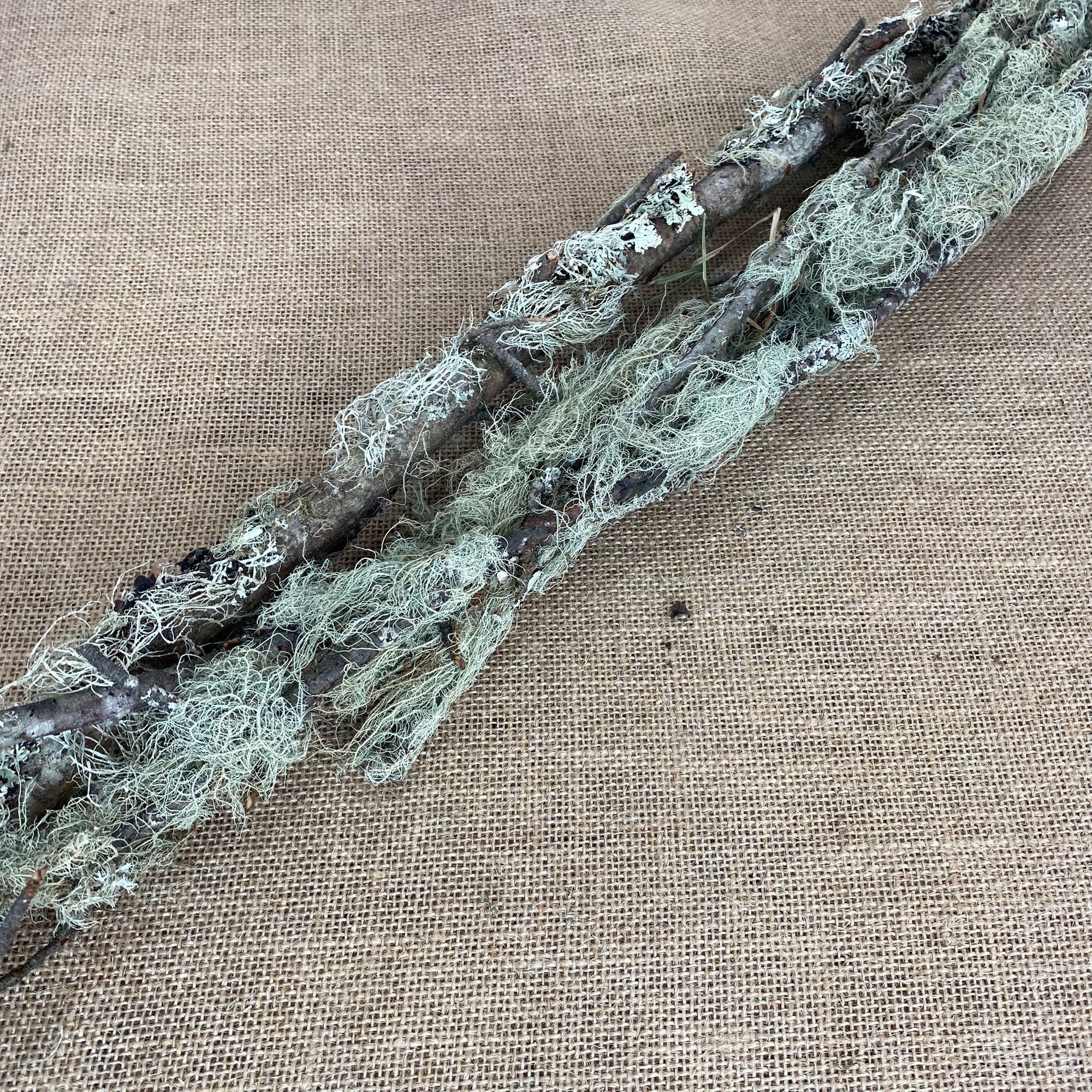 Moss 'Lichen' Stems 80-100cm (x5)