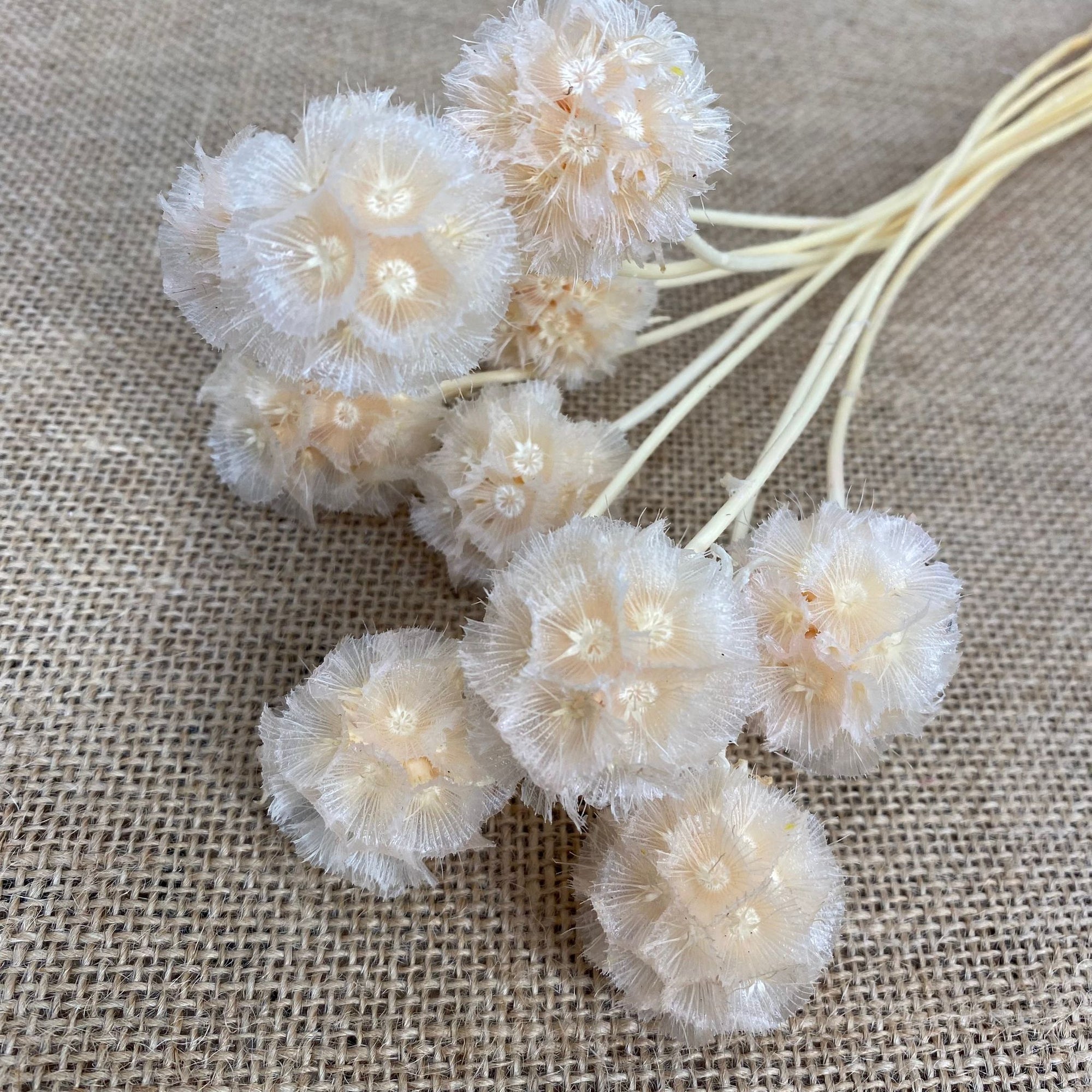 Scabious 'Star Seed Heads' (Various Colours) (DRY)