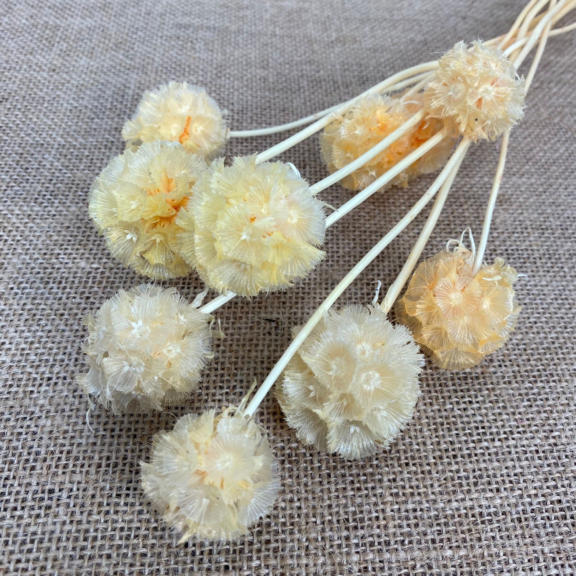 Scabious 'Star Seed Heads' (Various Colours) (DRY)