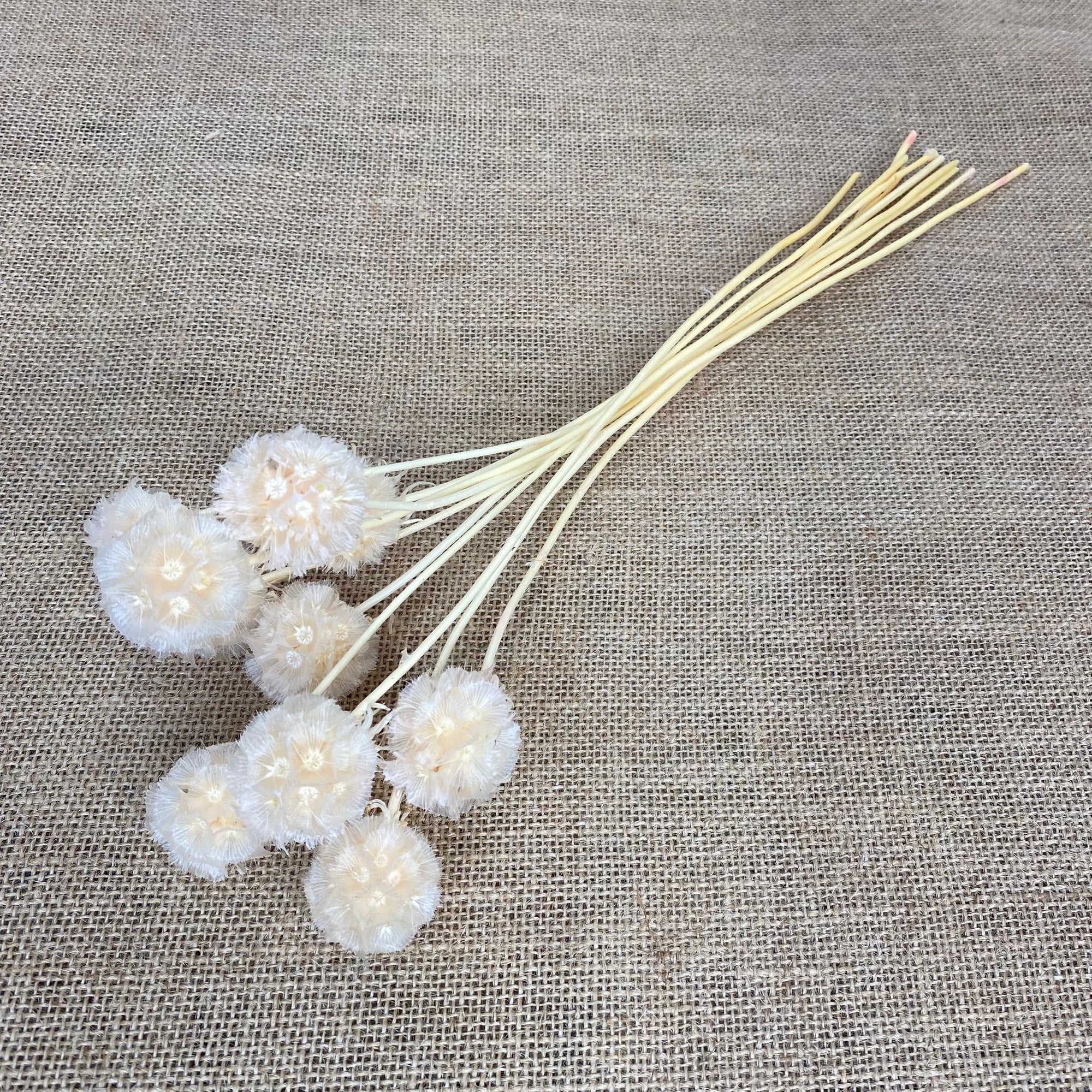 Scabious 'Star Seed Heads' (Various Colours) (DRY)