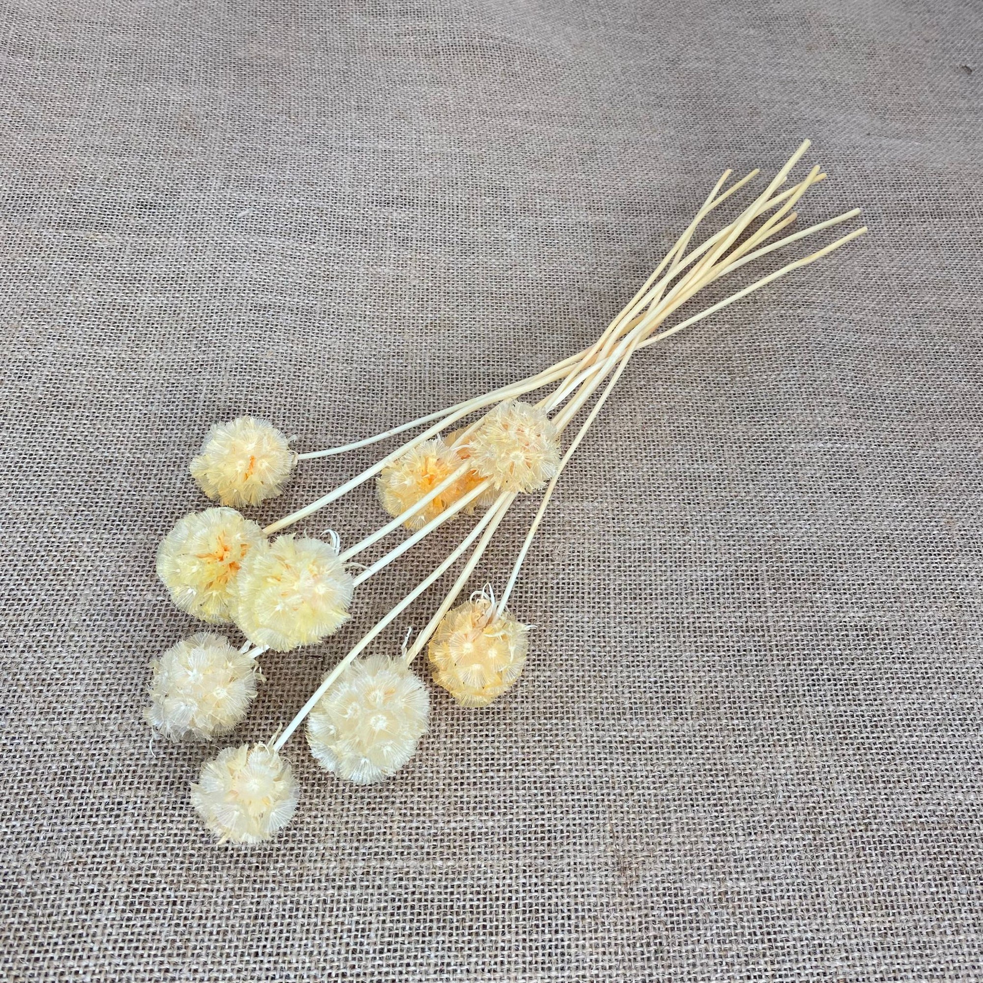 Scabious 'Star Seed Heads' (Various Colours) (DRY)