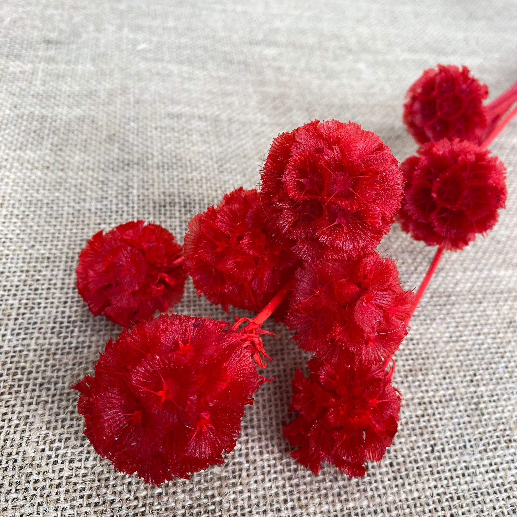 Scabious 'Star Seed Heads' (Various Colours) (DRY)