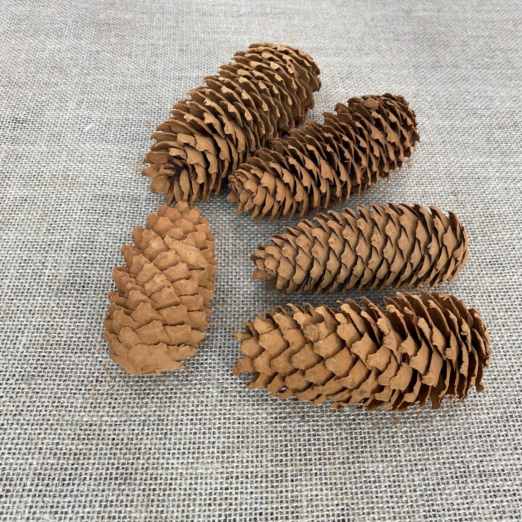 Cones 'Spruce' (Cinnamon Scented) (DRY) (L6-8cm) (x4pcs)