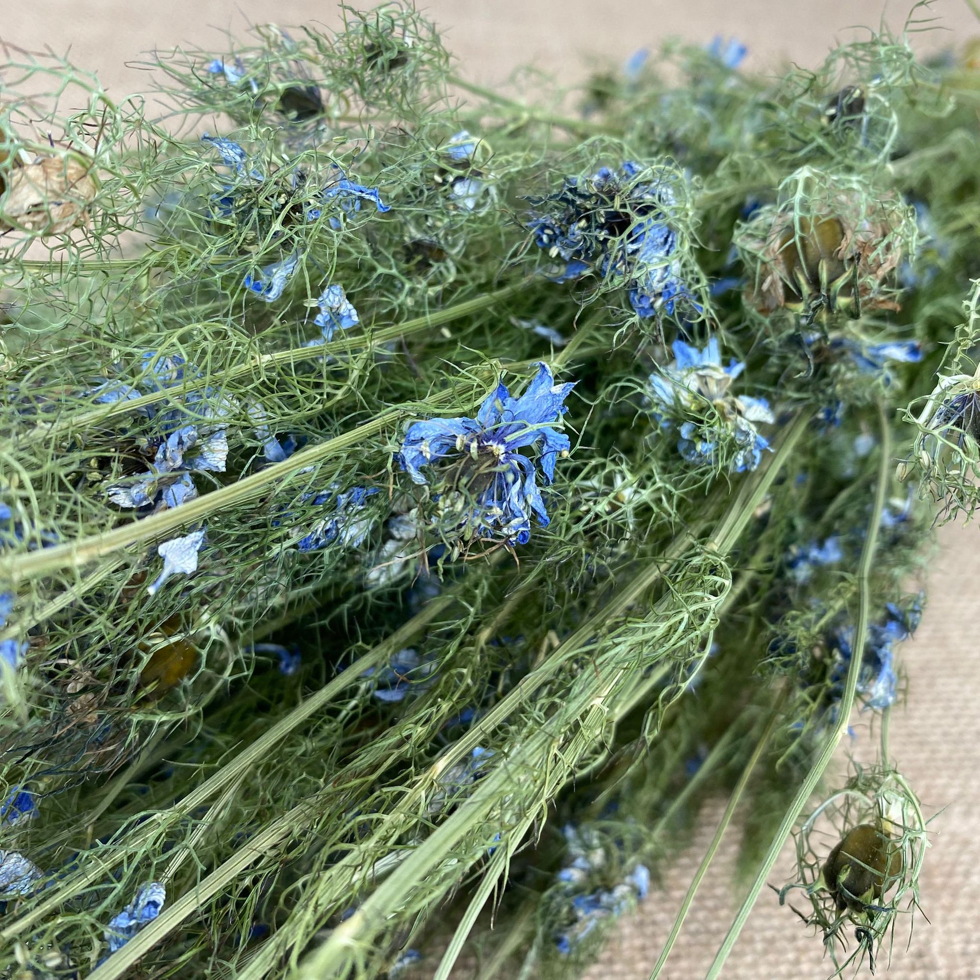 Nigella Flower Blue (DRY)
