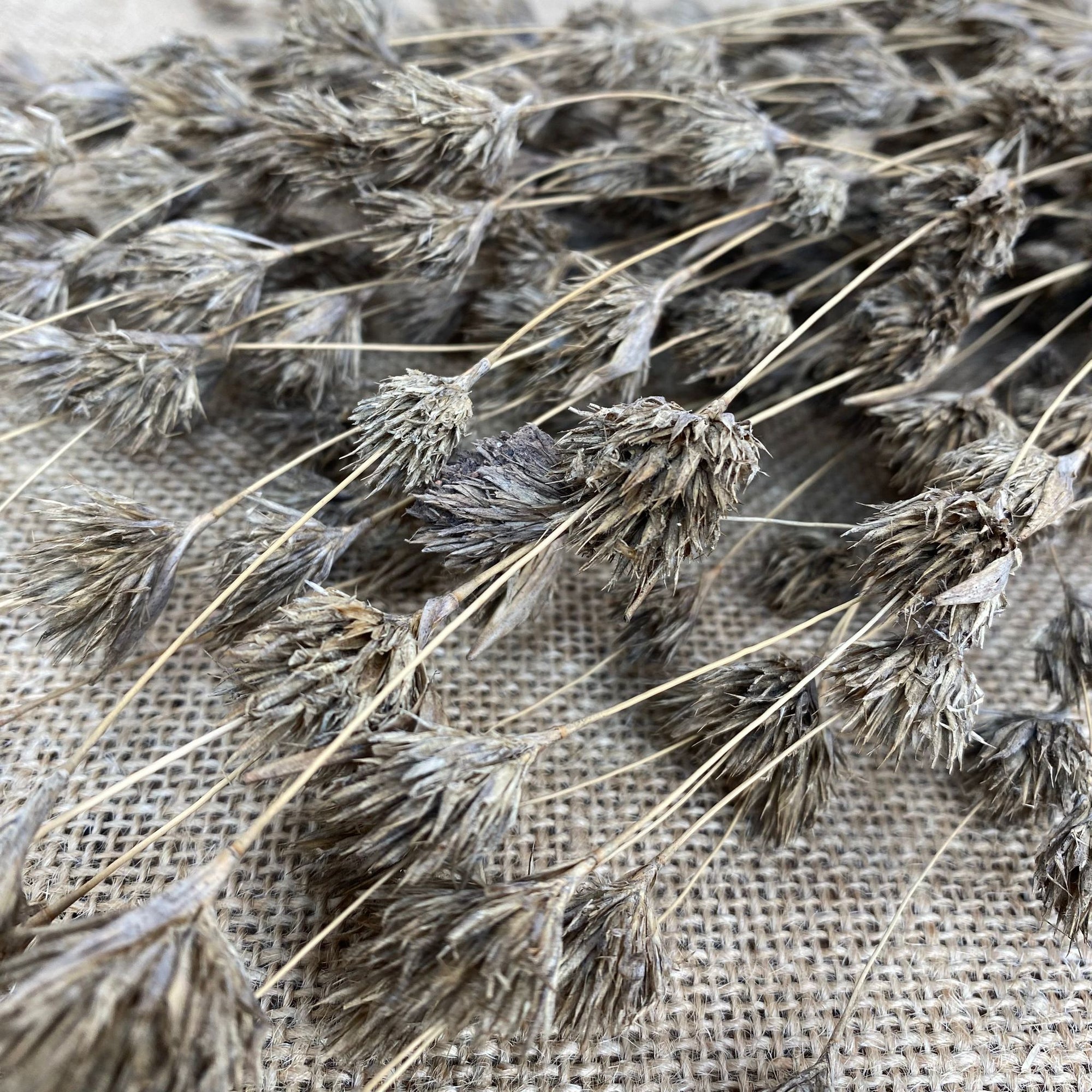 Bamboo 'Weeping' (Natural) DRY 45cm