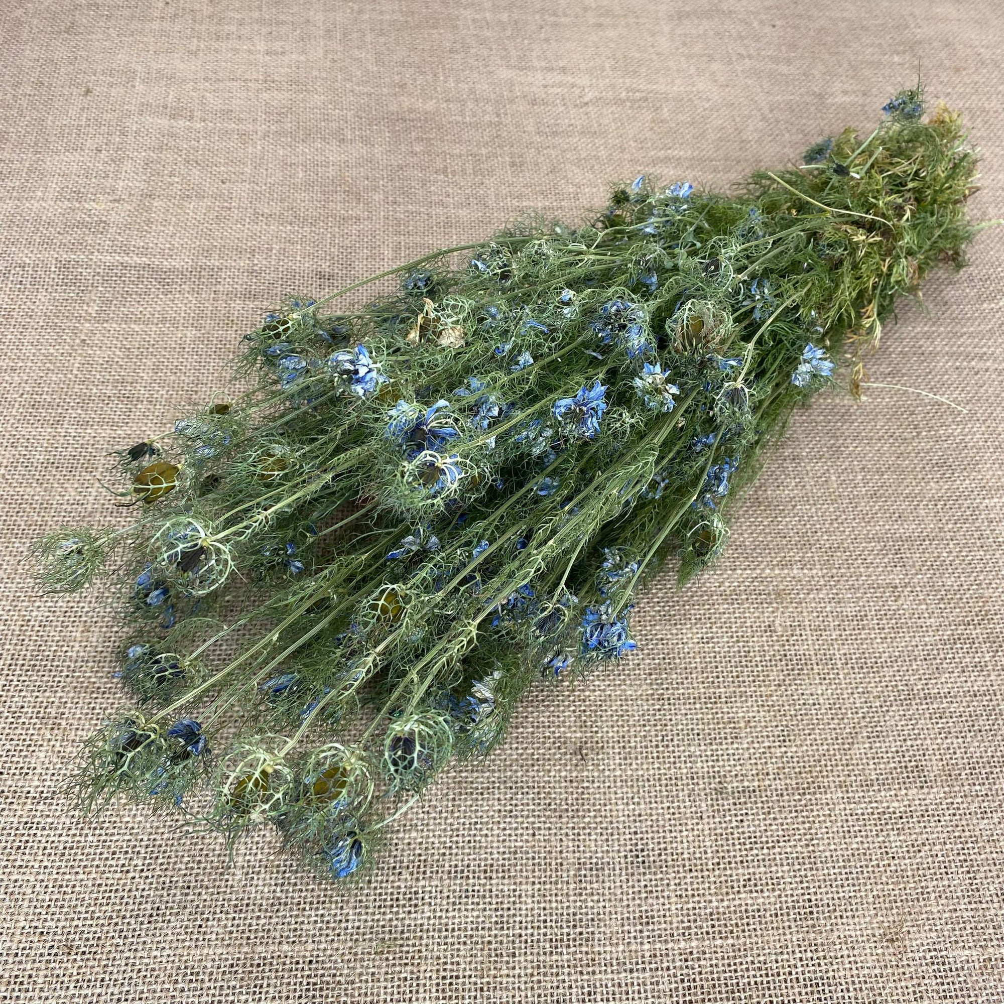 Nigella Flower Blue (DRY)