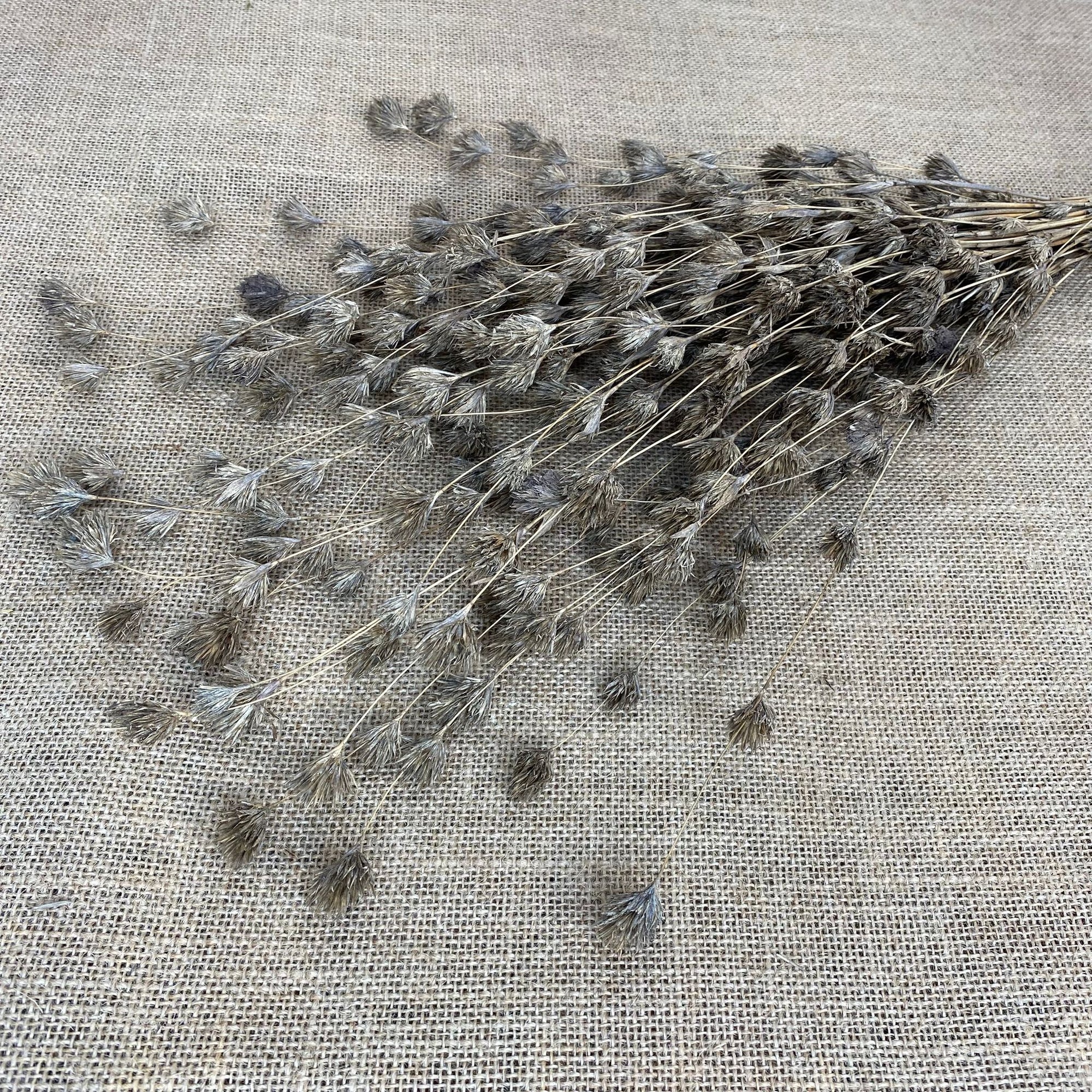 Bamboo 'Weeping' (Natural) DRY 45cm