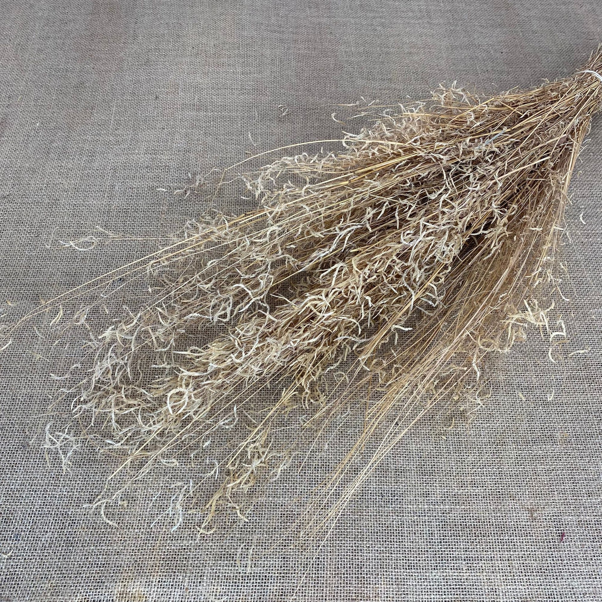 Grass 'Munni' Natural (Baby Breath) (DRY)