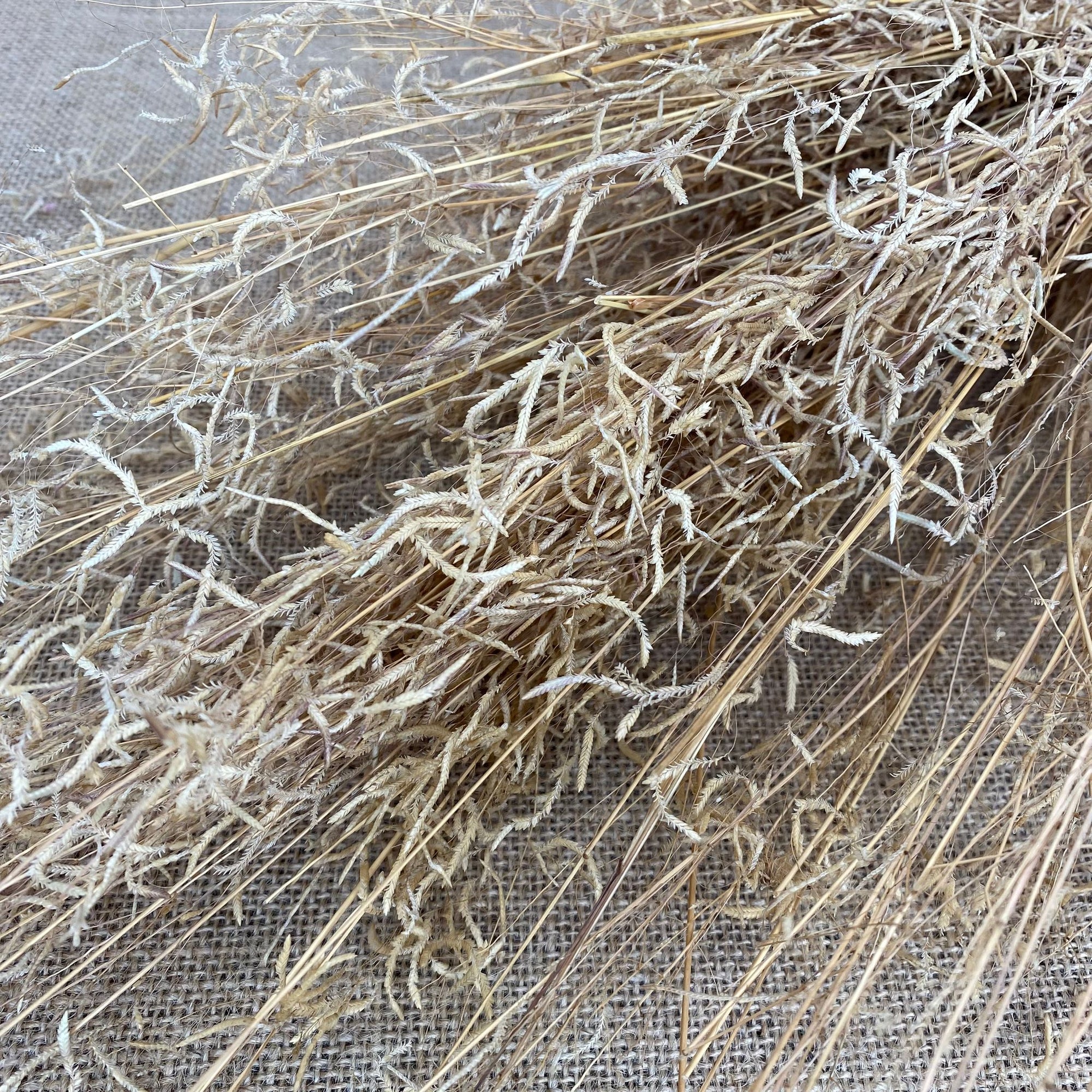Grass 'Munni' Natural (Baby Breath) (DRY)