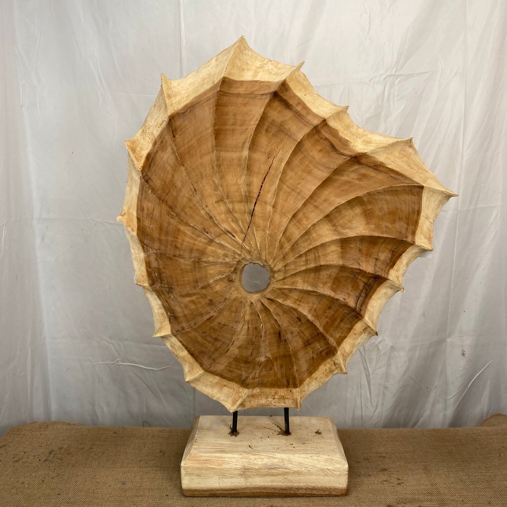 Teak Sculpture 'Shell Kerang' (DRY) H84cm x L50cm x W15cm