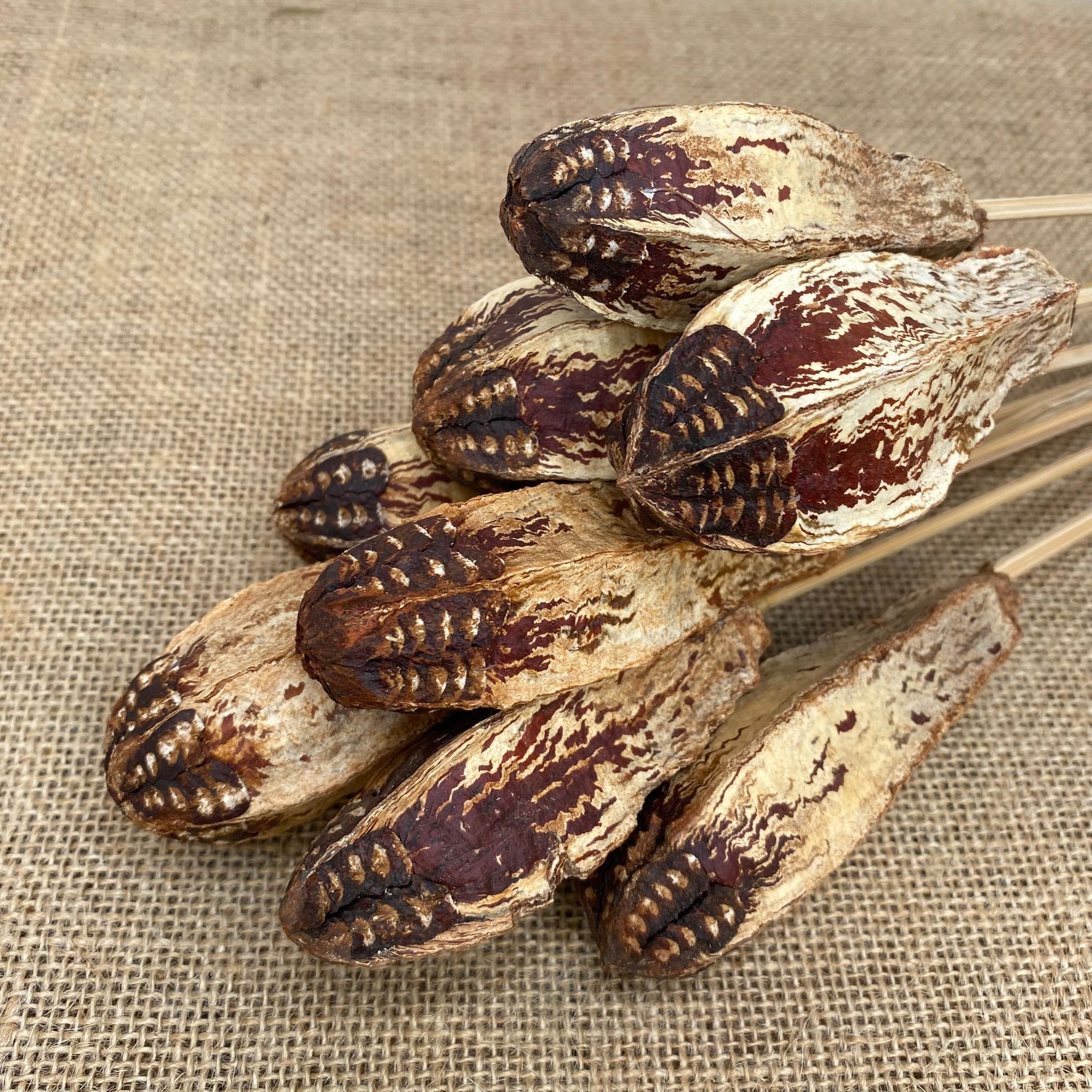 Fruit 'Mahogany' Seed on Stem (DRY) (Various sizes)