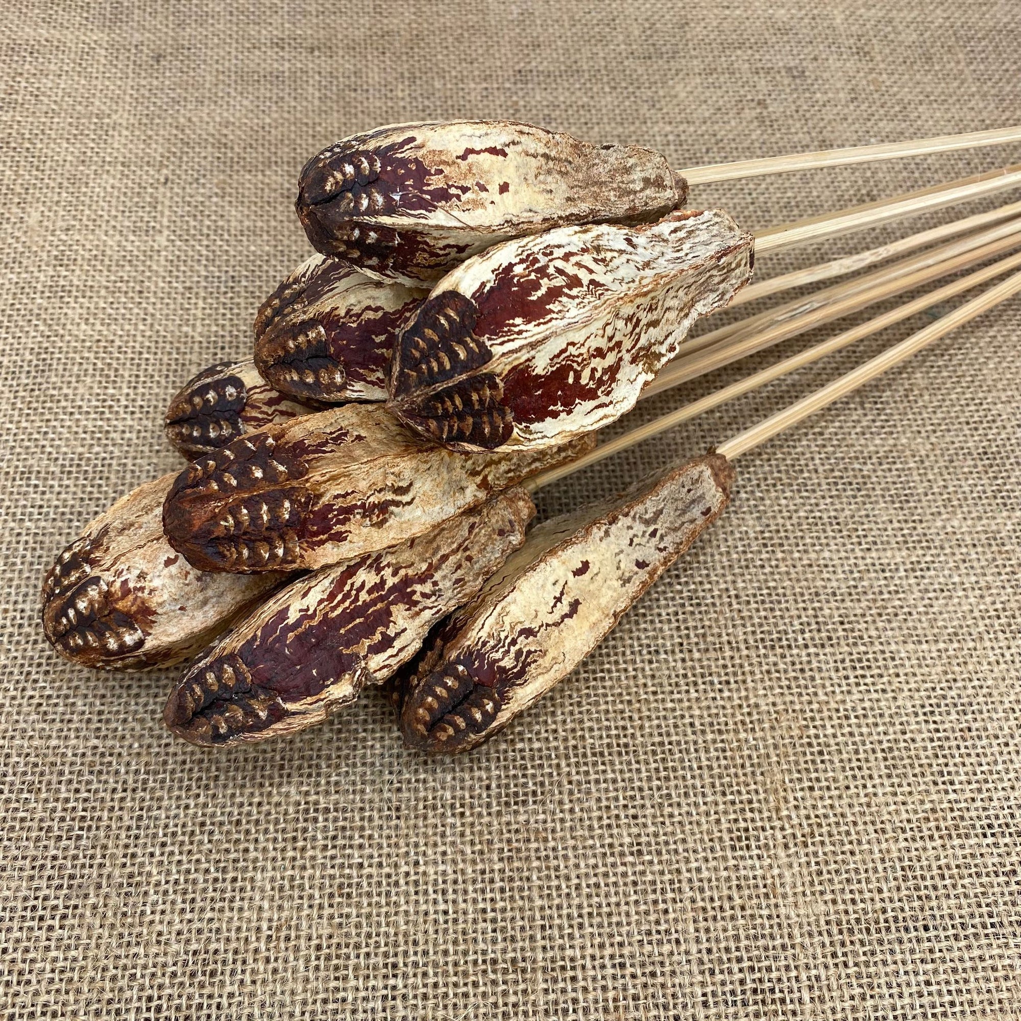 Fruit 'Mahogany' Seed on Stem (DRY) (Various sizes)