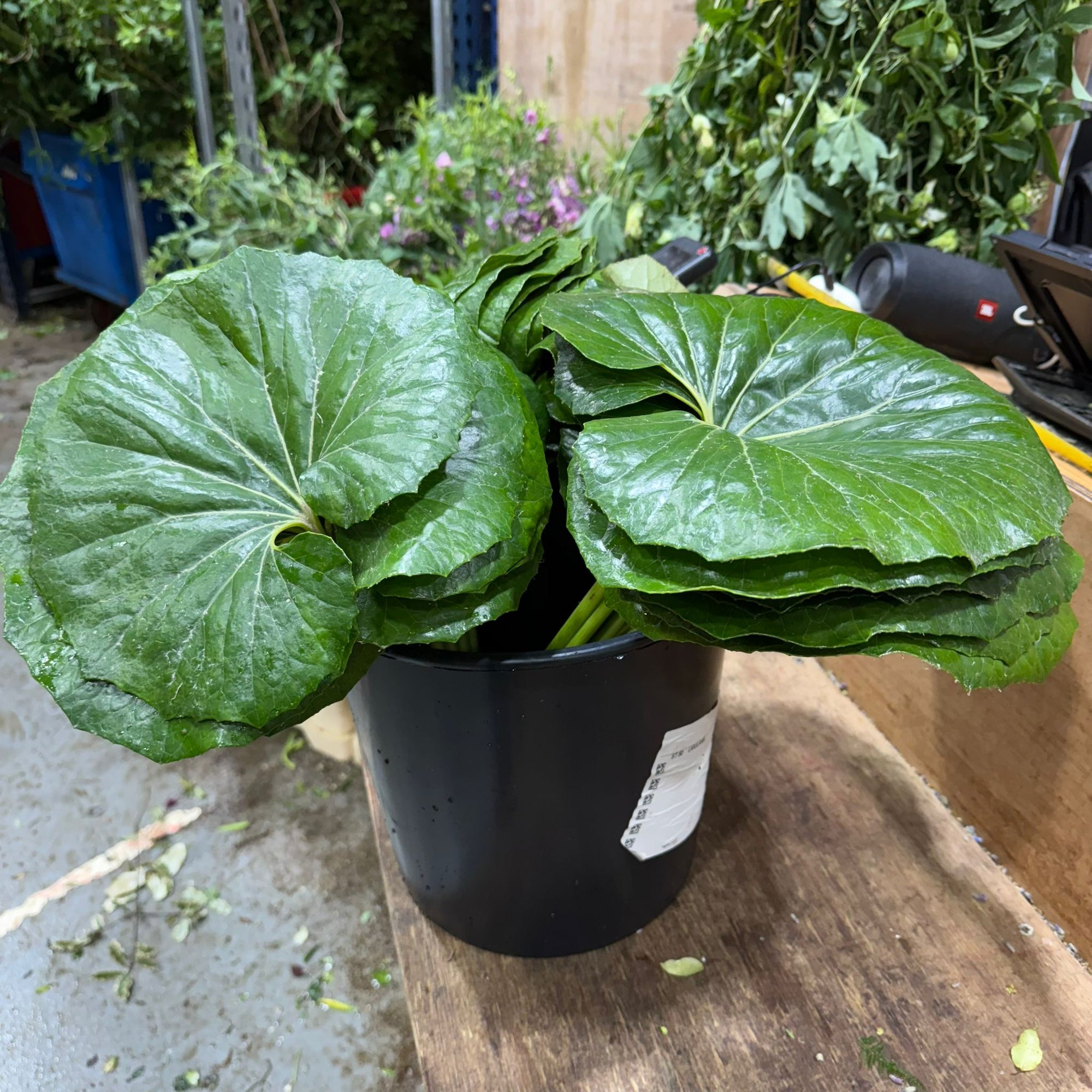Ligularia 'Tractor-Seat' Leaves 60cm (x10)
