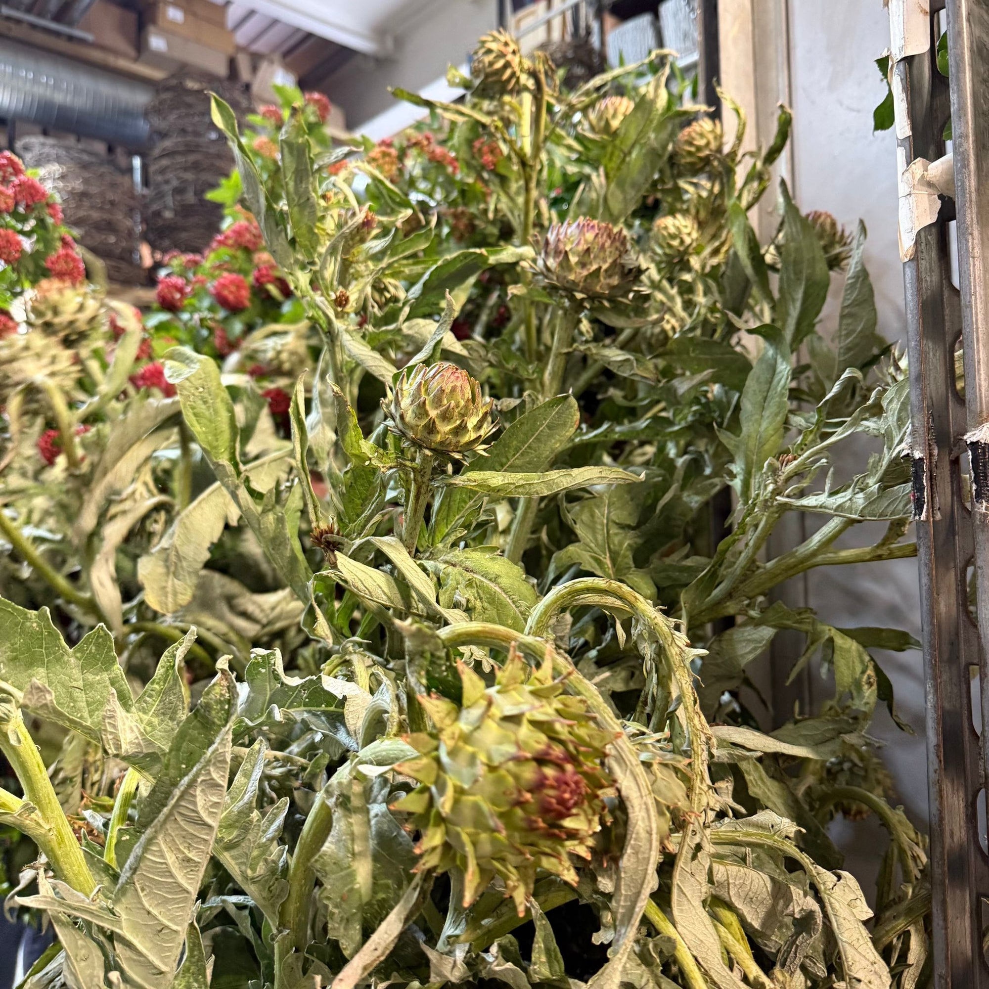 Artichoke Stem (Various Sizes)