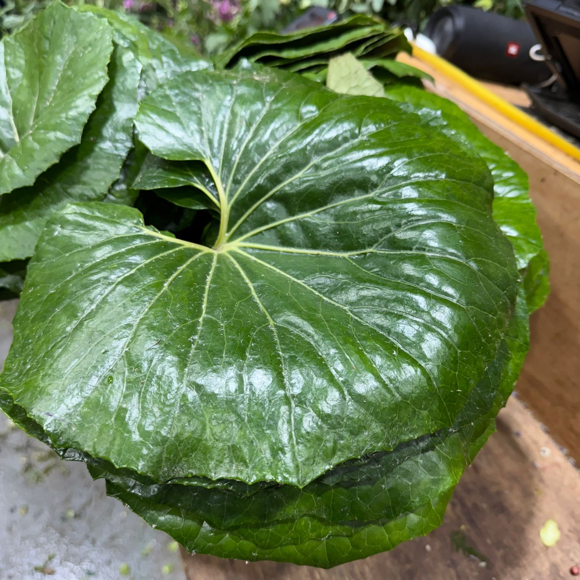 Ligularia 'Tractor-Seat' Leaves 60cm (x10)