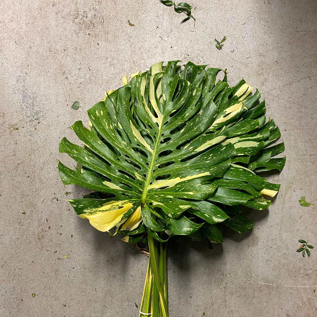 Monstera Leaves Variegated (100cm H x 62cm W) (x1) Peru