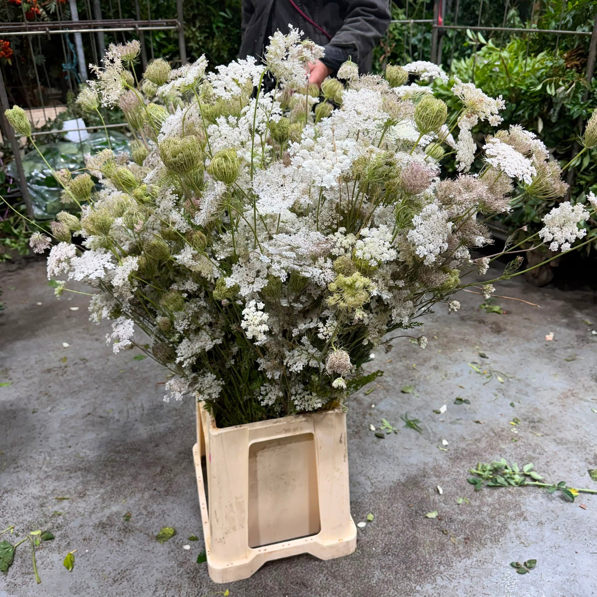Daucus carota 'Queen Anne's Lace' (Wild) (Various Sizes)