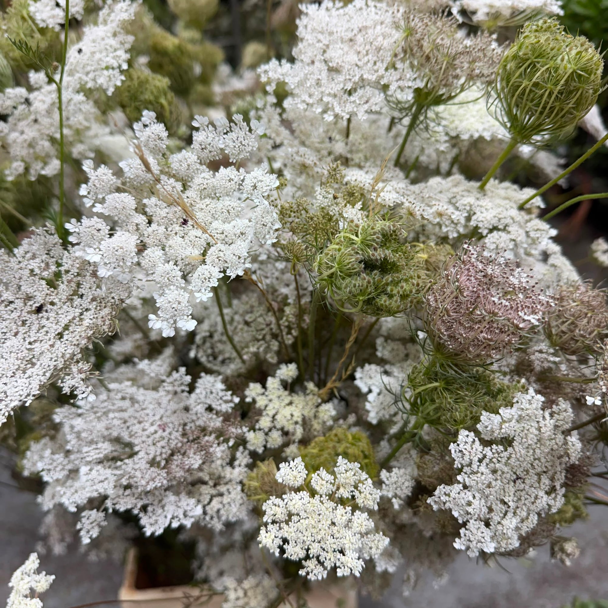 Daucus carota 'Queen Anne's Lace' (Wild) (Various Sizes)