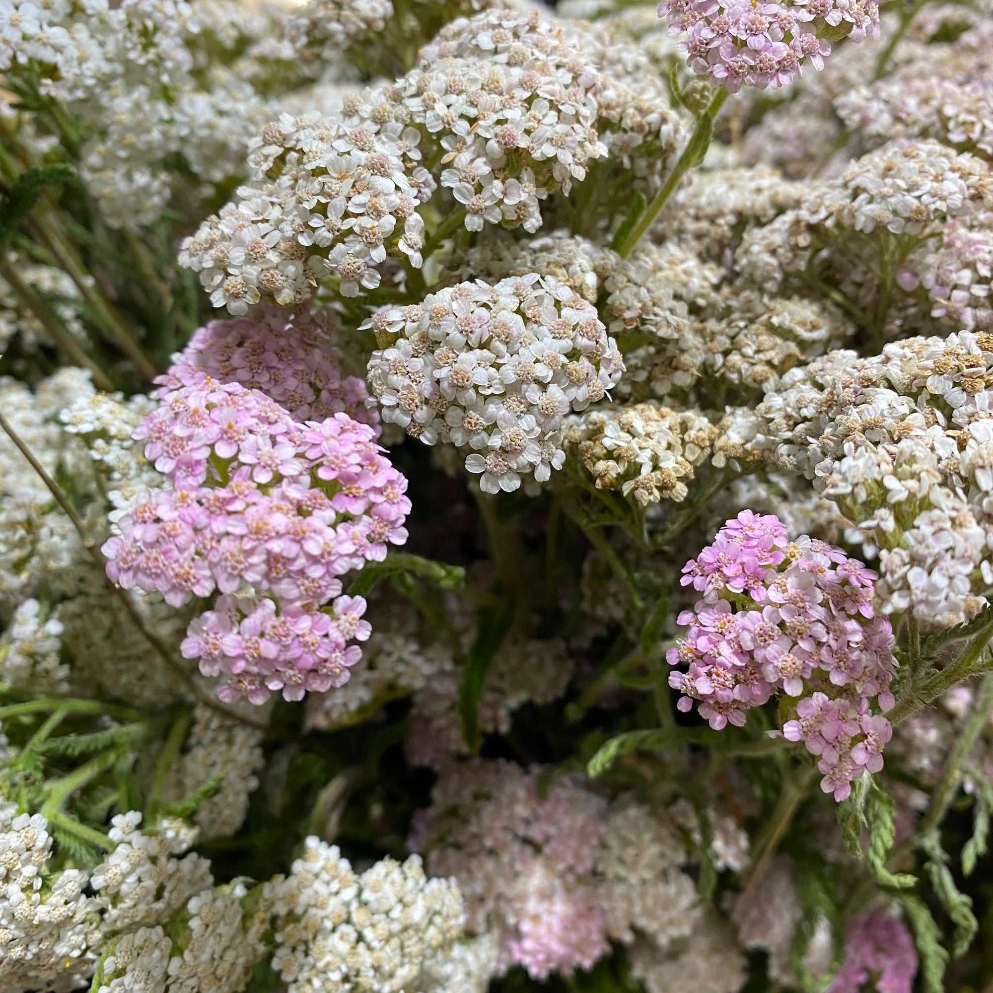 Achillea 'Yarrow' Flower (Wild) (Various Sizes)