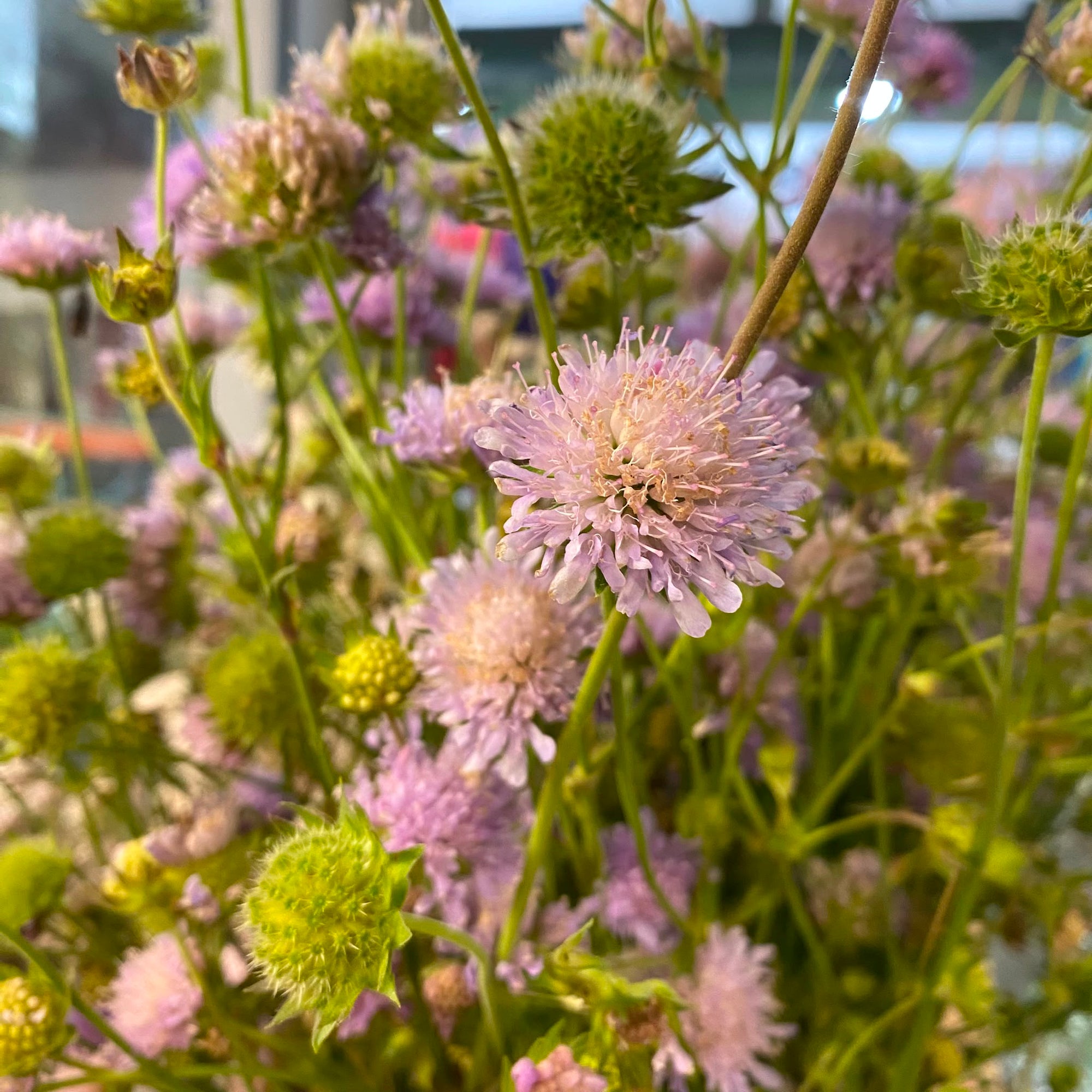 Scabious Flower (Wild) (Various Sizes)