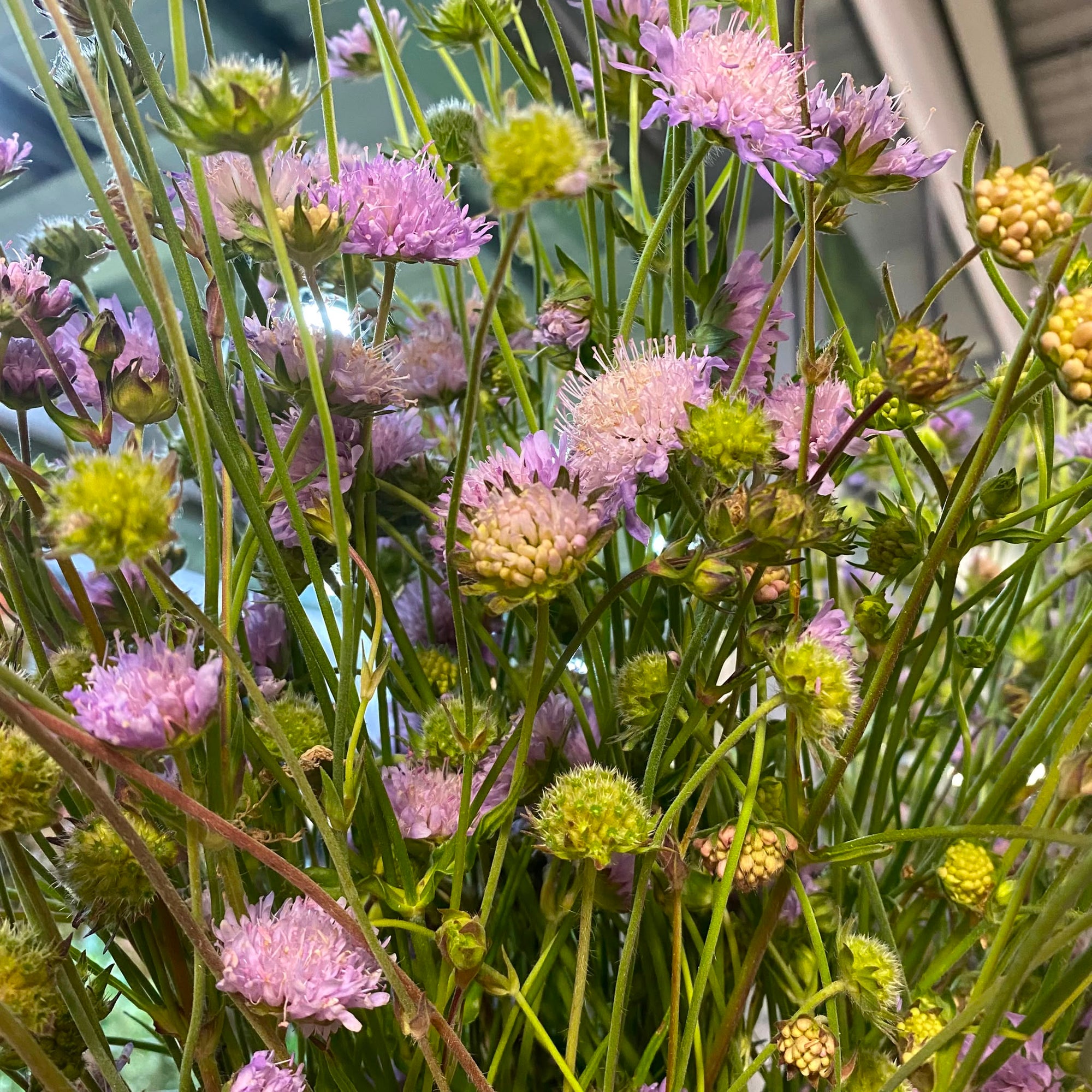Scabious Flower (Wild) (Various Sizes)